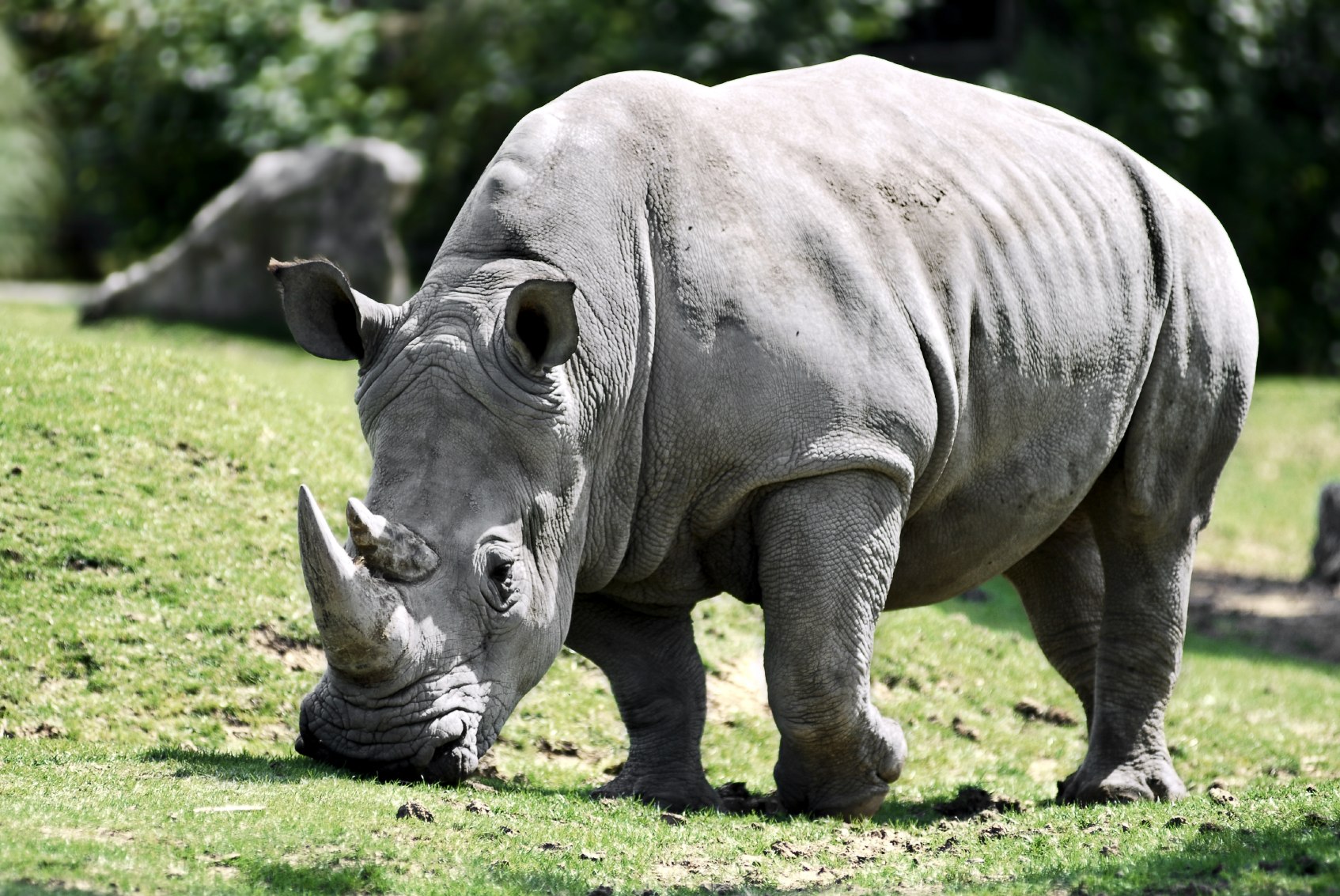Крупные виды животных. Африканский белый носорог. Носорог альбинос. Белый носорог в Африке.