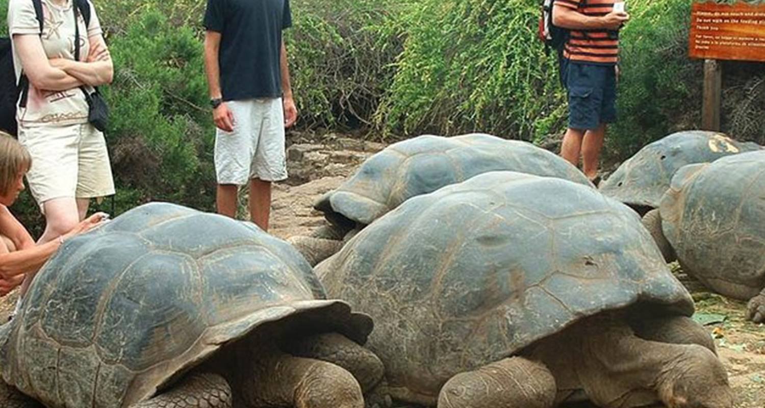 Большая галапагосская черепаха. Галапагосская черепаха вес. Галапагосская слоновая черепаха. Остров Галапагос черепахи. Галапагосские острова черепахи.