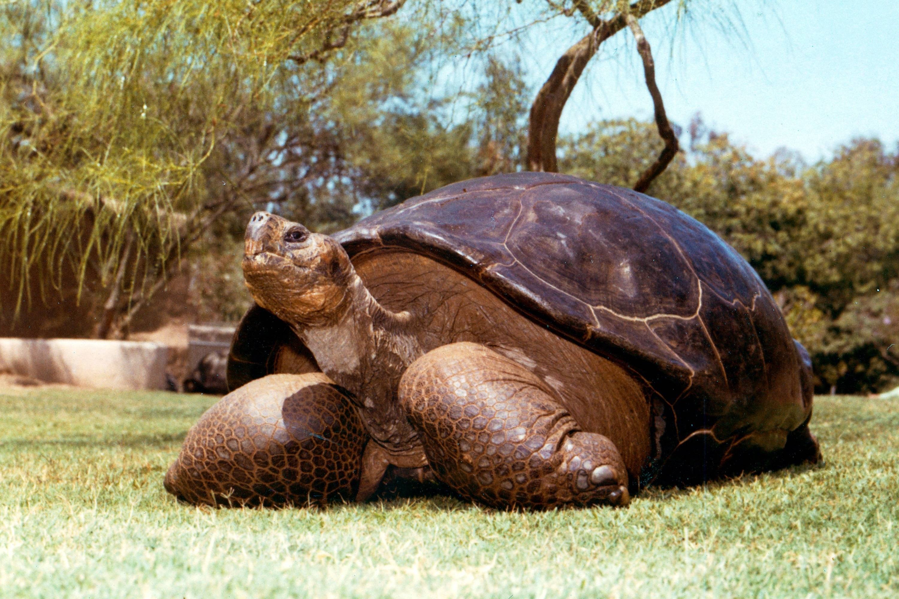 Слоновая черепаха среда обитания. Гигантская черепаха Альдабра. Гигантская кожистая черепаха. Гигантская слоновая черепаха. Самая большая слоновая черепаха.