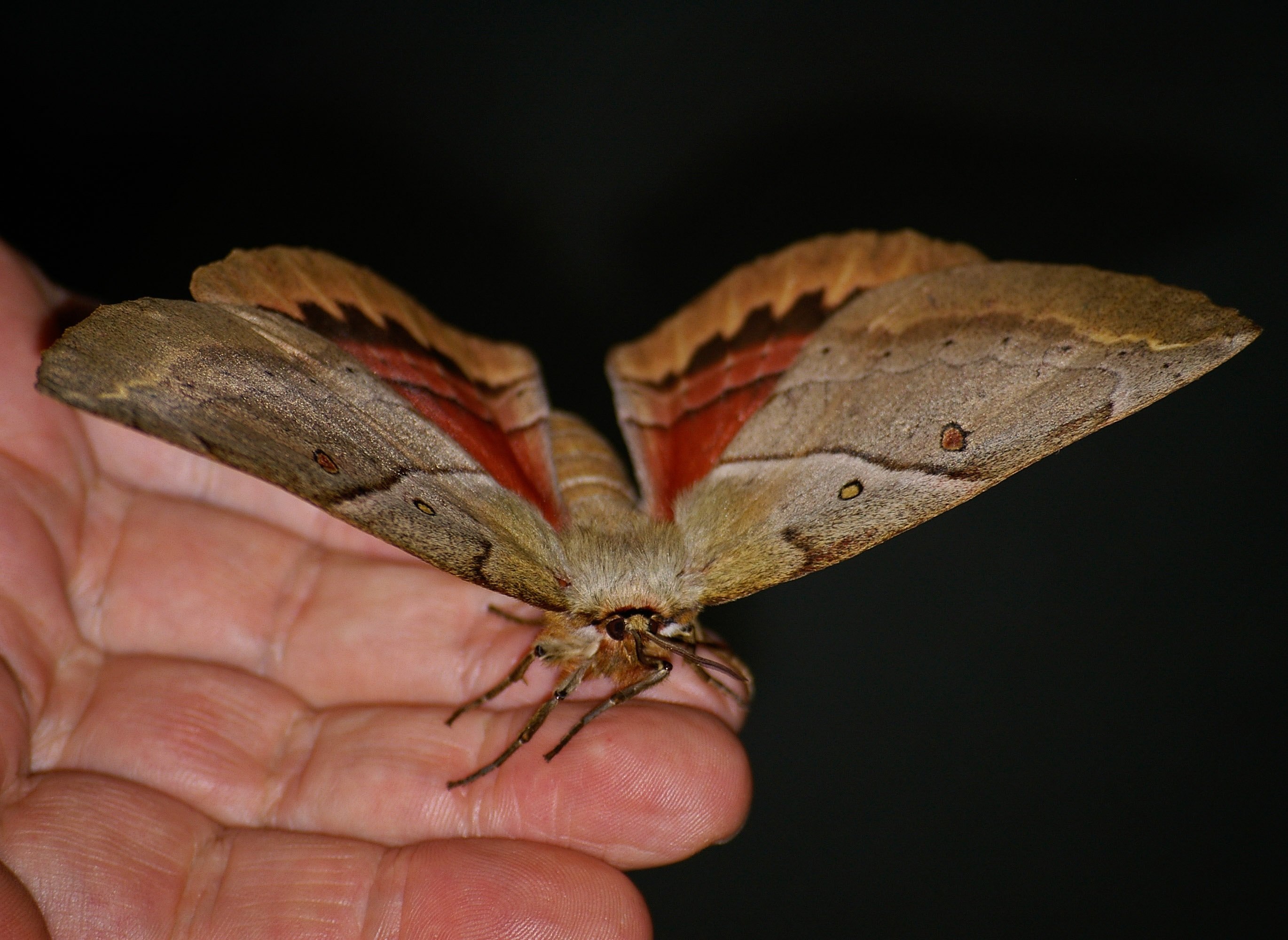 Мотылки. Мотылек Богонга. Бабочка Павлиноглазка. Большая моль мотылёк ночная бабочка. Гарпия большая бабочка.