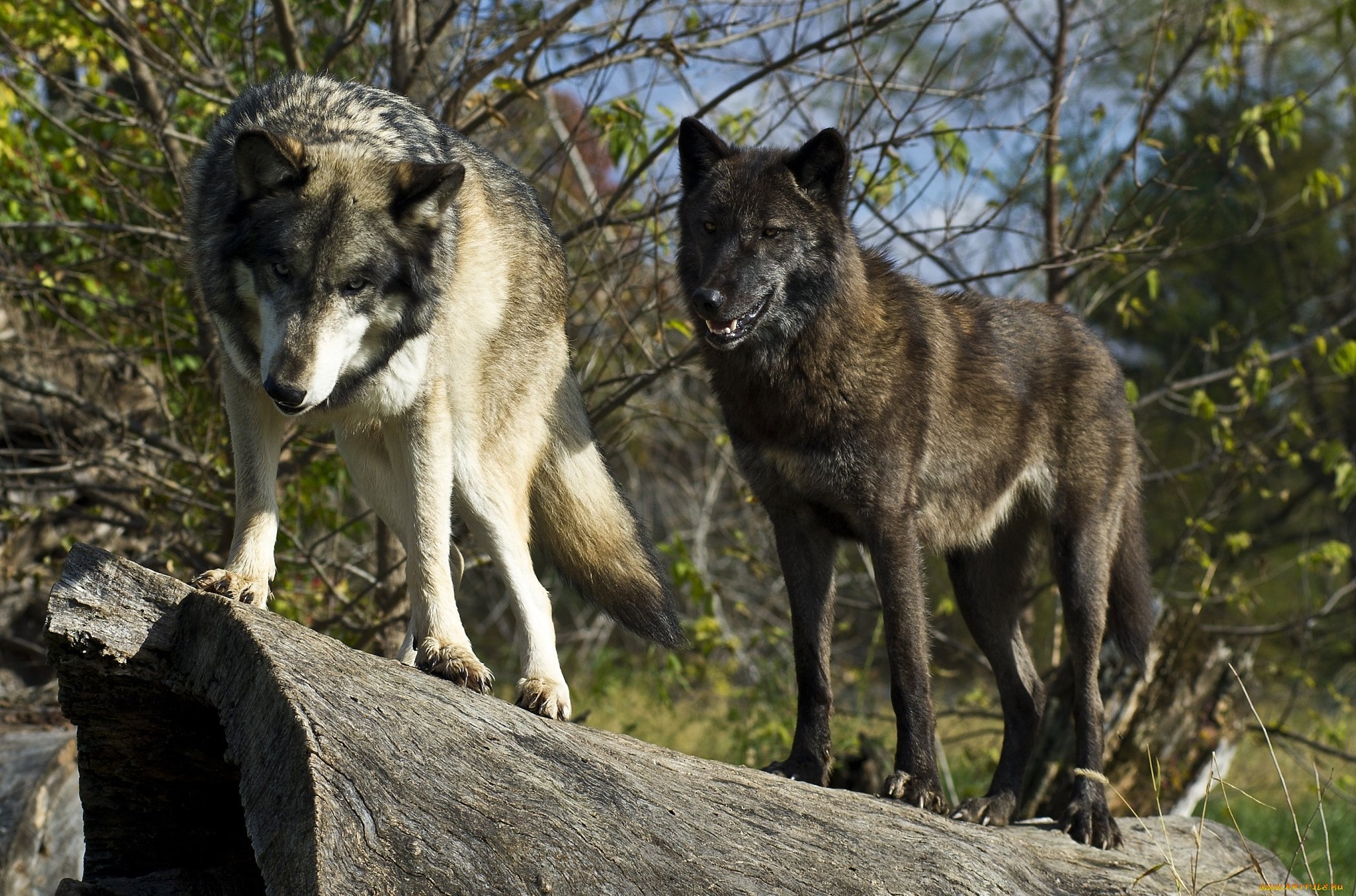 Родина дружелюбного волка. Canis Lupus cubanensis. Кавказский волк. Моголлонский волк. Камчатский волк.