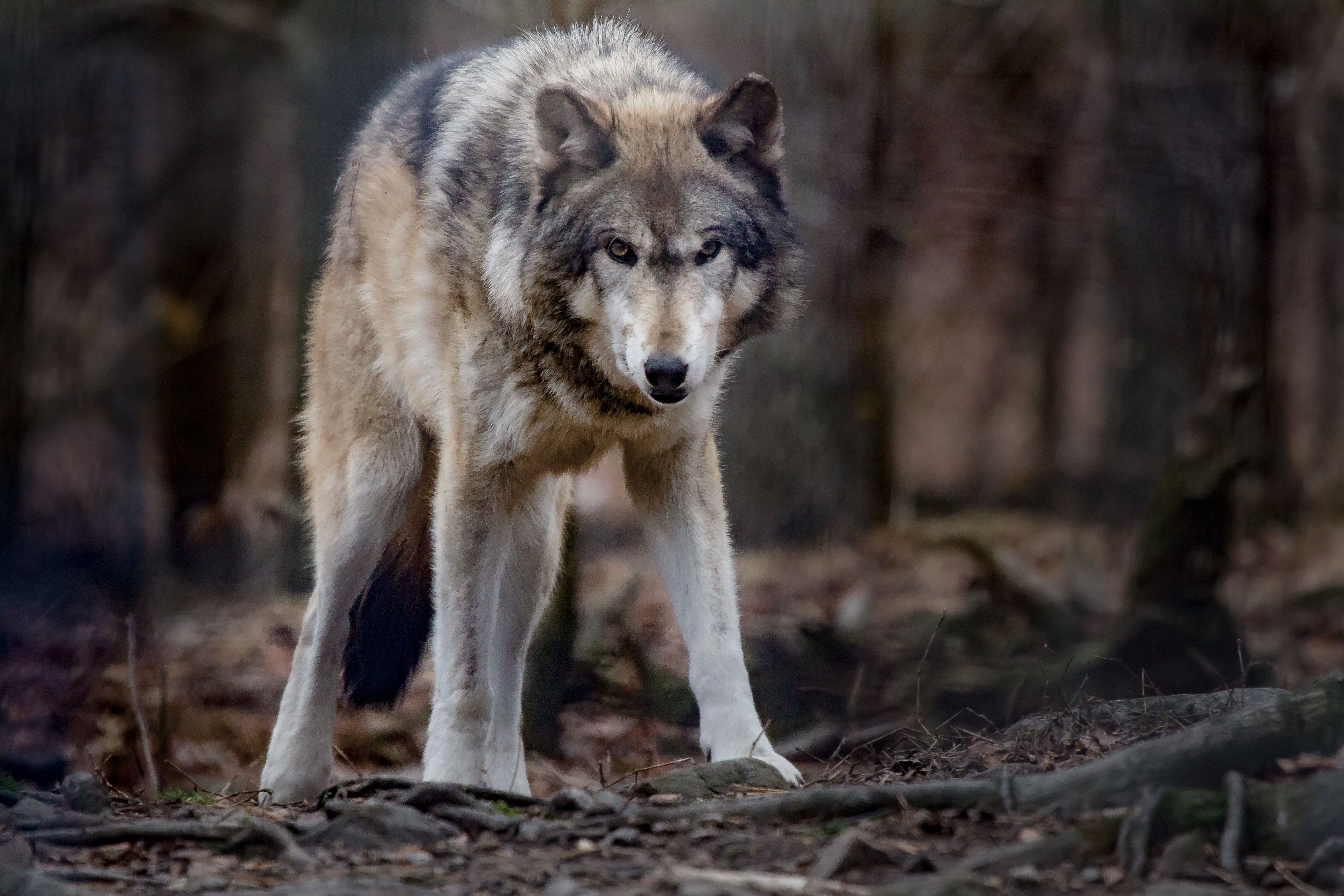 Wolf. Кавказский волк. Волки Западного Кавказа. Гордый волк. Свирепый волк.