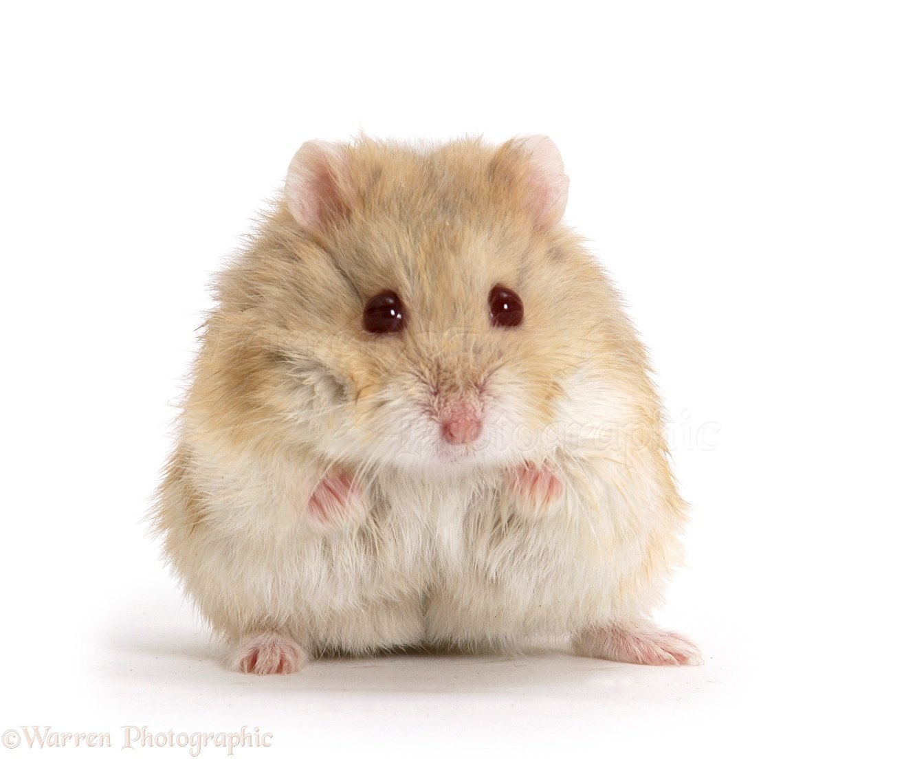 Sad hamster violin hamster. Хомяк джунгарский. Хомяк породы джунгарик. Сирийский хомяк и джунгарик. Карликовый хомяк джунгарский.