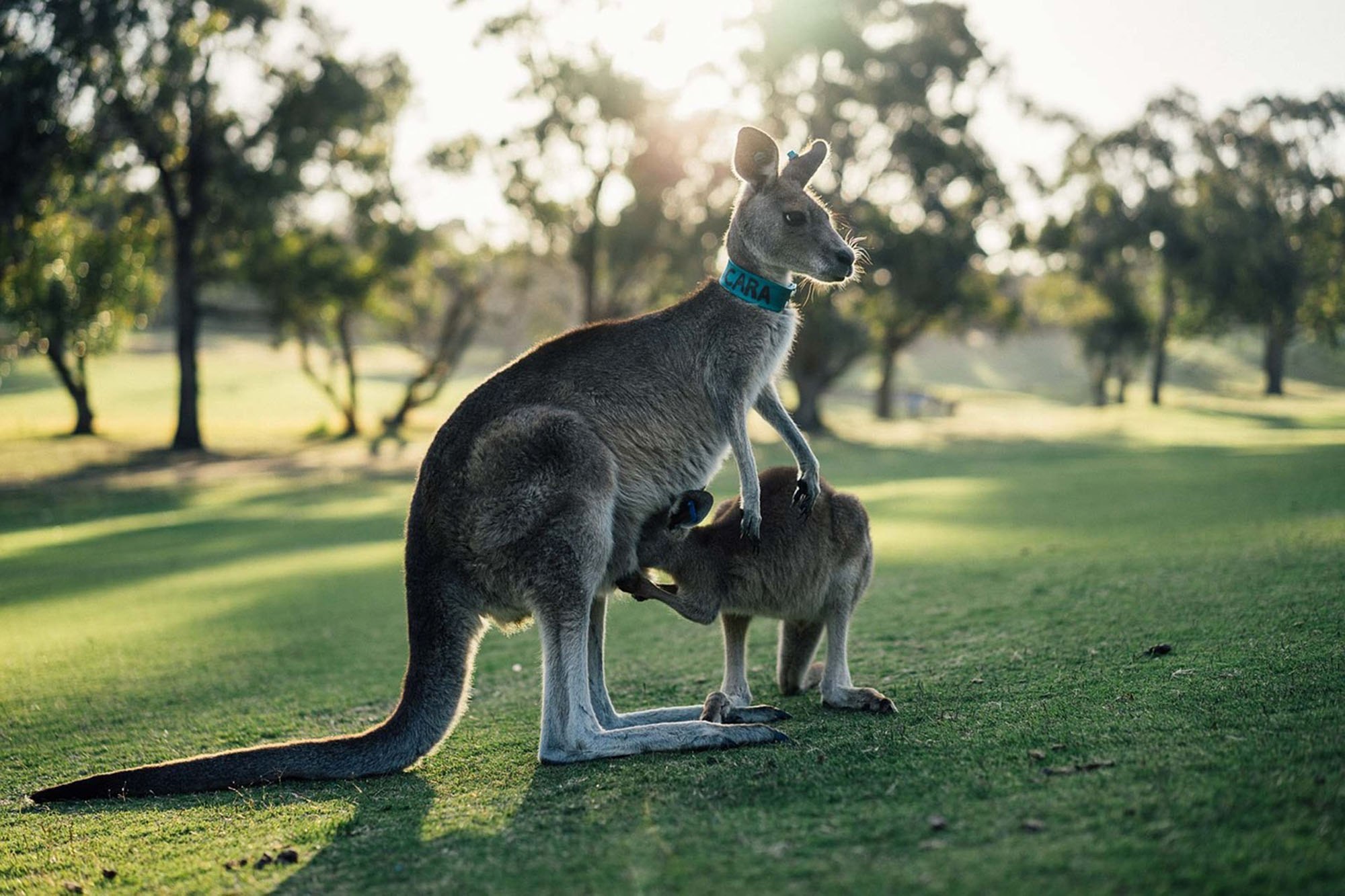 Чистое животное в мире. Кенгуру в Австралии. Кенгуру животное Австралии. Сумчатые кенгуру. Австралия кенгуру и коала.