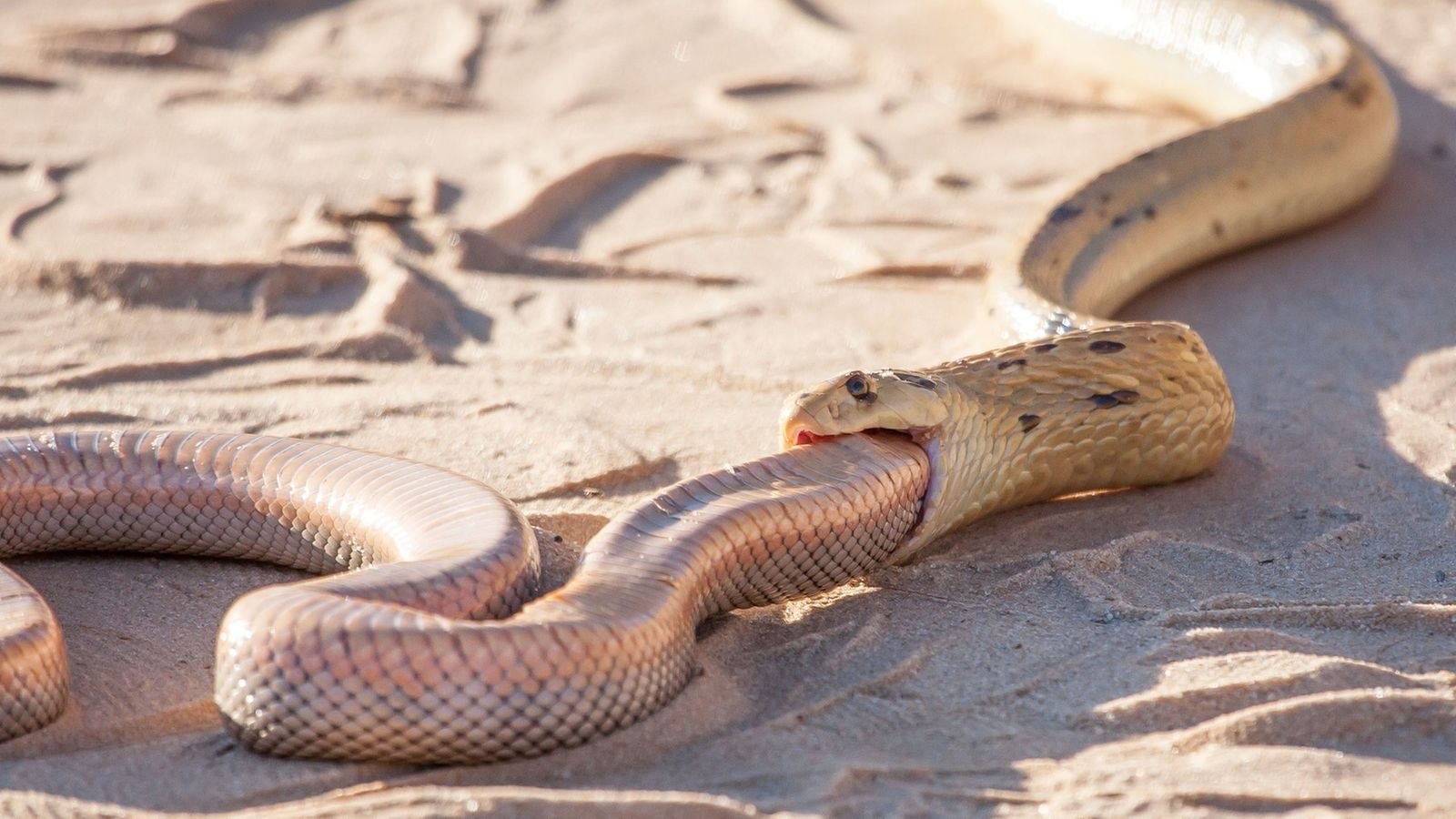 фото самой большой змеи на планете