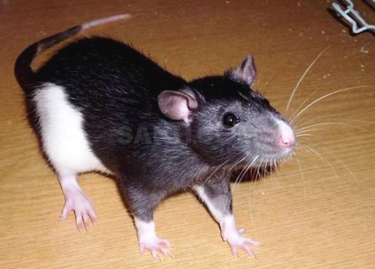 Черная крыса название. Rattus Rattus чёрная крыса. Крыса черная стандарт Дамбо. Декоративные крысы породы стандарт. Бесхвостая крыса Манкс.