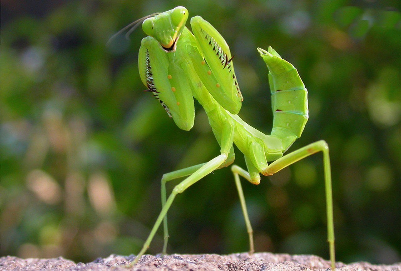 Как называется богомол. Мантис богомол. Богомол обыкновенный (Mantis religiosa). Земляной богомол (Geomantis Larvoides). Богомол насекомое Крымский.