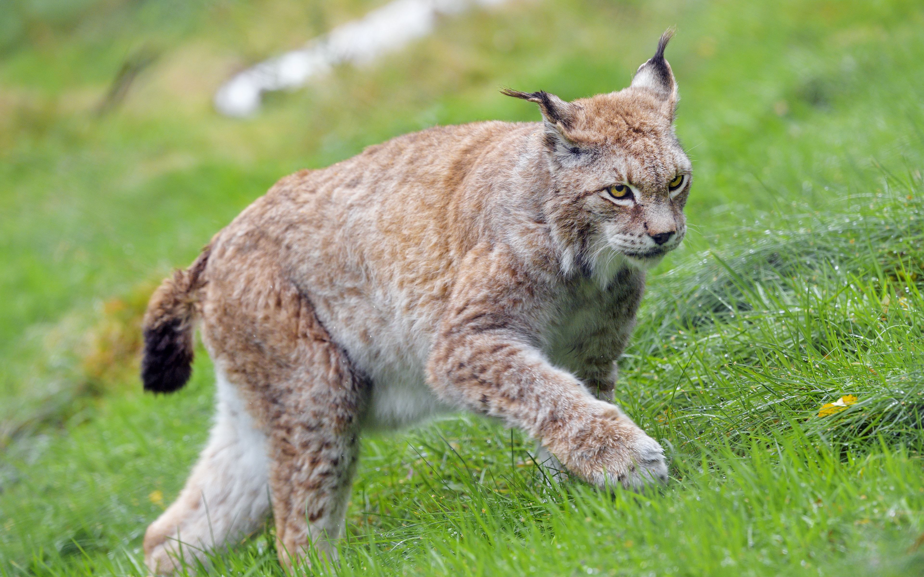 Рысь в москве. Канадская Рысь. Канадская Рысь Северной Америки. Евроазиатская Рысь. Рысь (Lynx Lynx) в дикой природе.
