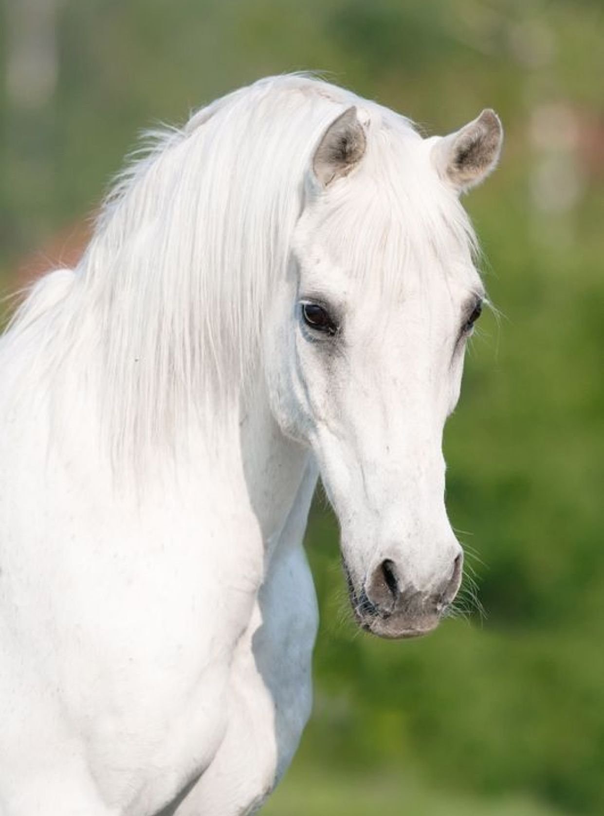 Белоснежные лошадки. Лошади породы марвари. Альбинос масть лошади. Белый рысак. Марвари серый.