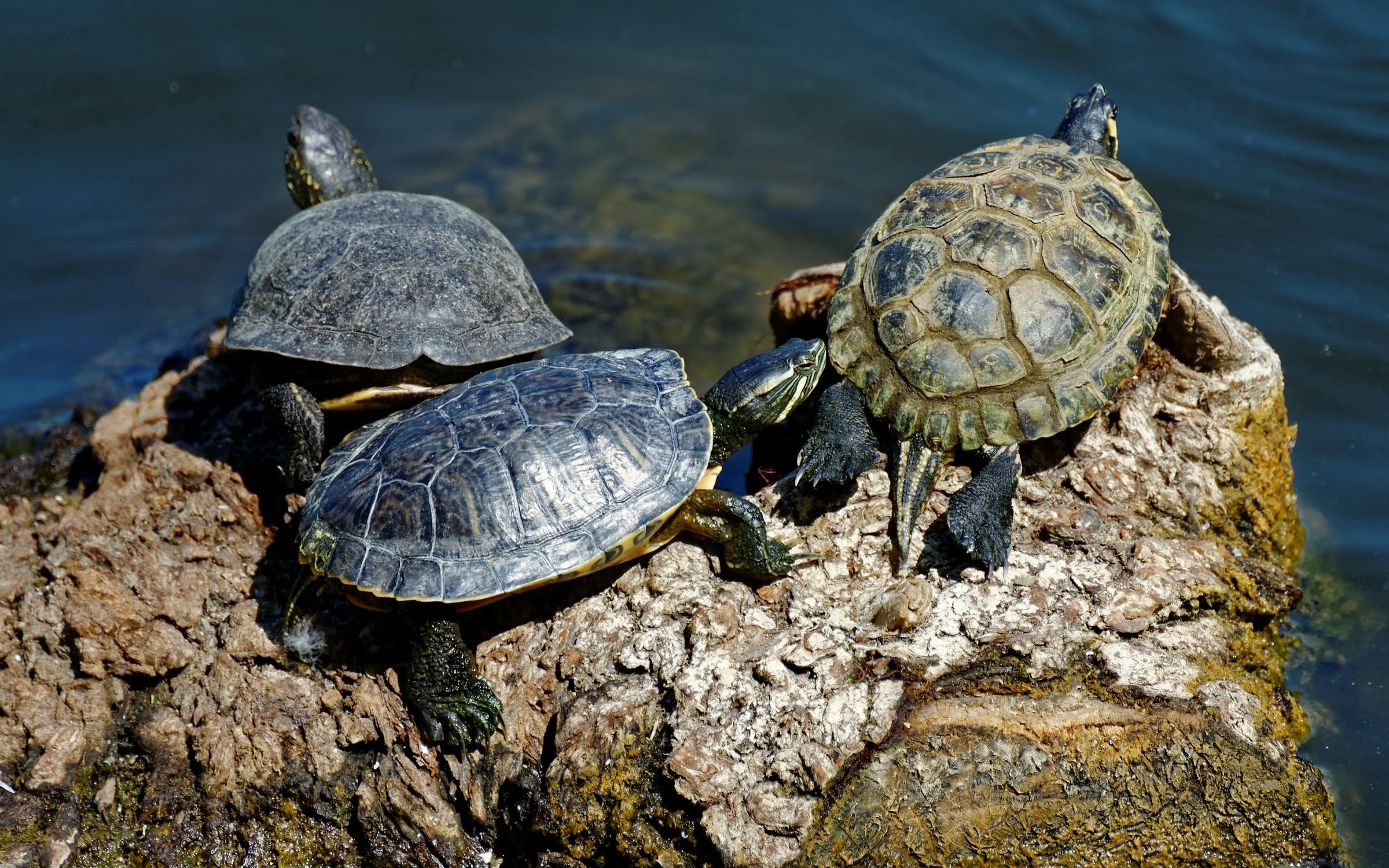 К морским черепахам относится. Европейская Болотная черепаха. Красноухая черепаха маленькая. Земноводные черепахи. Черепаха амфибия.