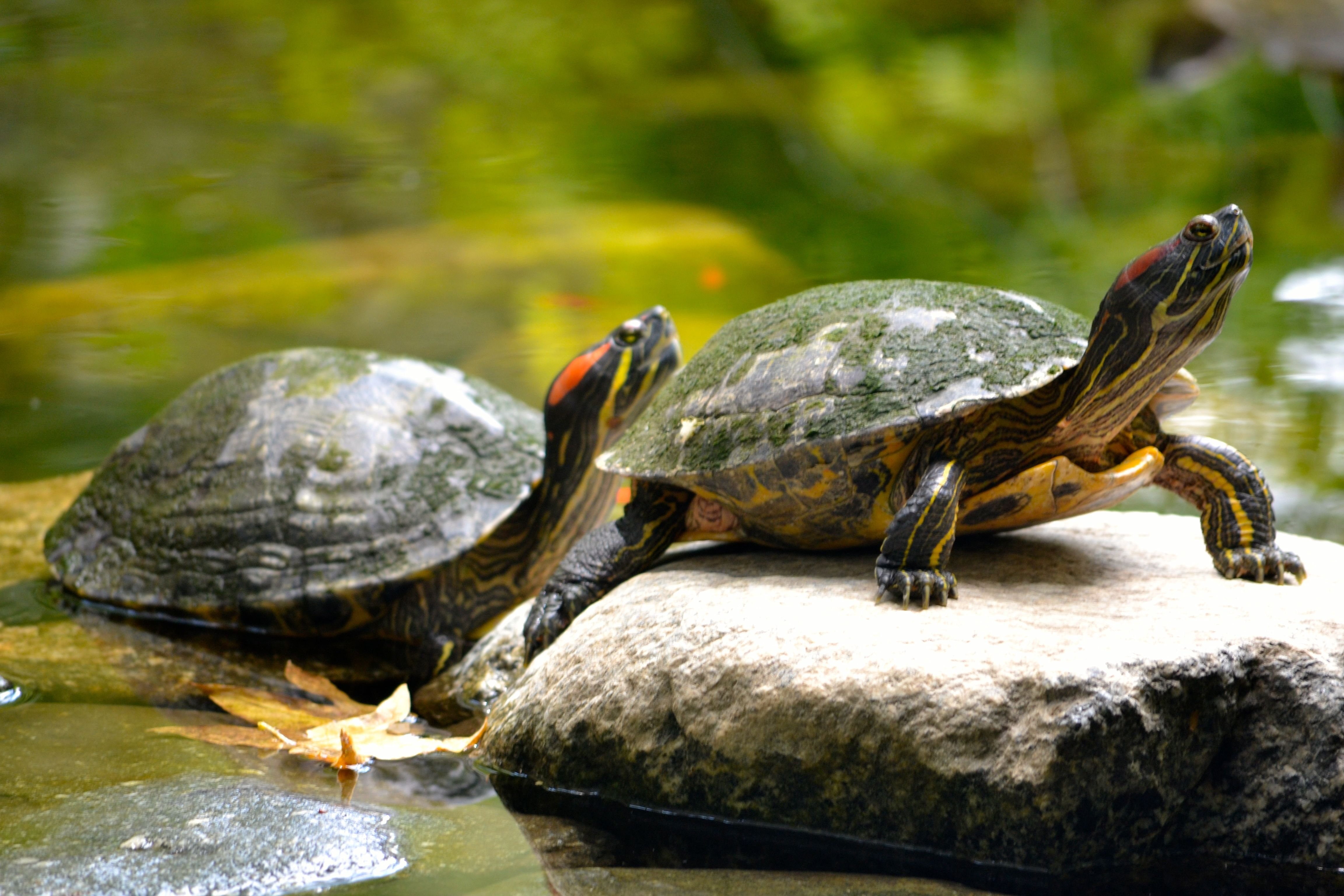Turtle pro. Красноухая водоплавающая черепаха. Красноухая Болотная черепаха. Дикие красноухие черепахи. Красноухая черепаха земноводная.