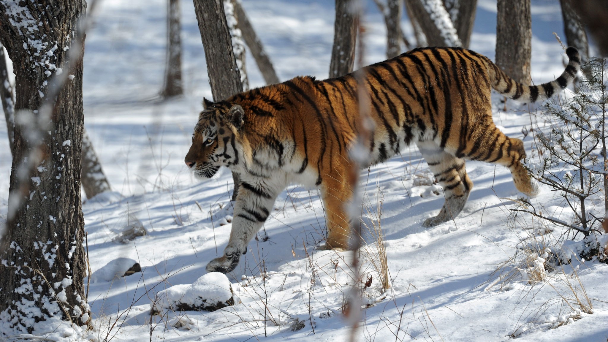 Животные красной амурский тигр. Амурский (Уссурийский) тигр. Аму́рский тигр. Дальневосточный тигр. Амурский тигр красная.