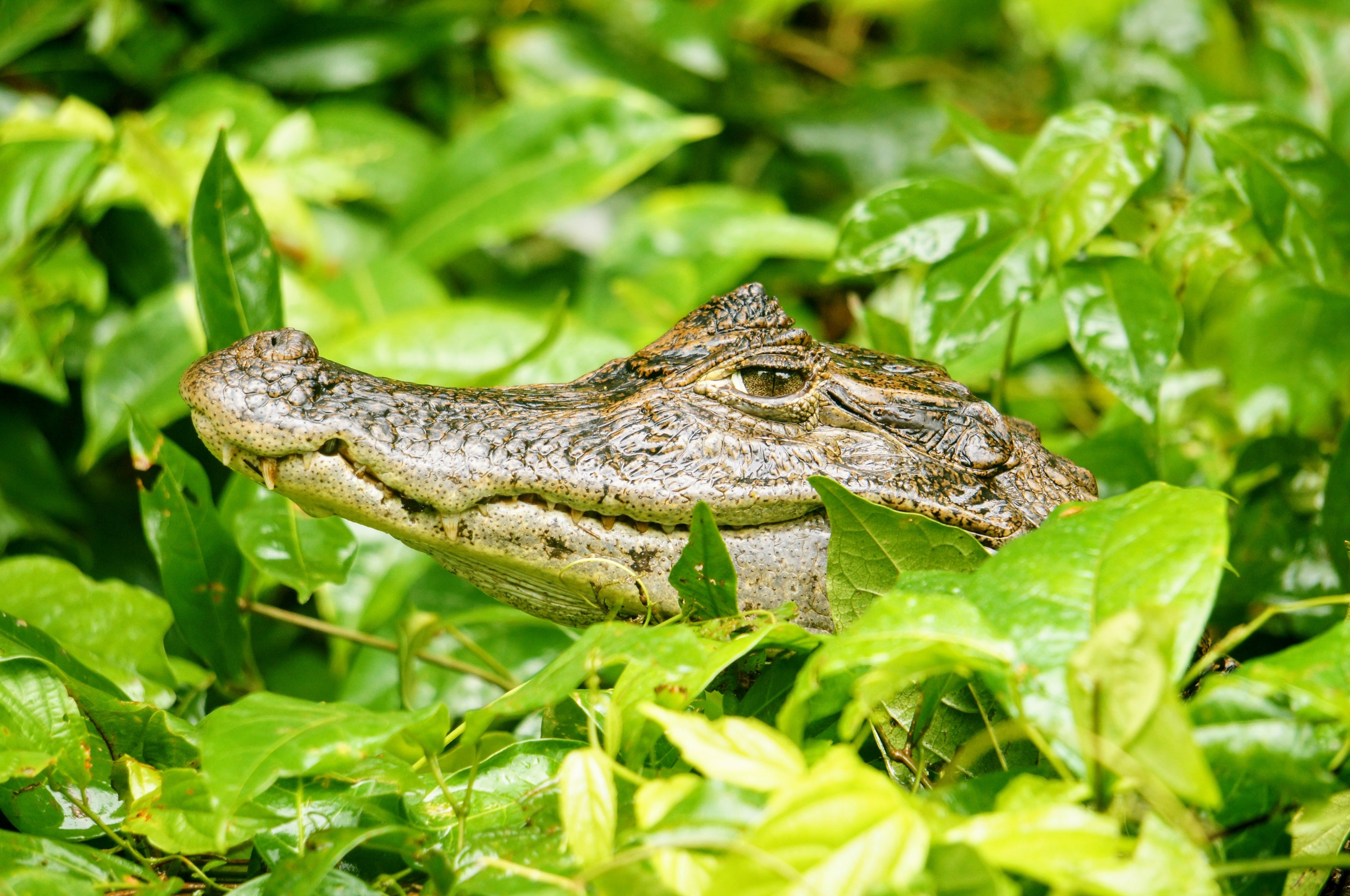 Кайман животное. Парагвайский Кайман. Крокодиловый Кайман. Крокодиловый Кайман Caiman crocodilus. Крокодил Парагвайский Кайман Парагвайский.
