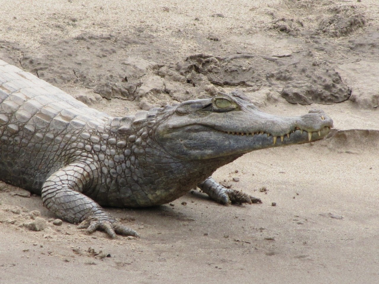 Кайман животное. Caiman crocodilus. Очковый Кайман. Широкомордый Кайман. Парагвайский Кайман.