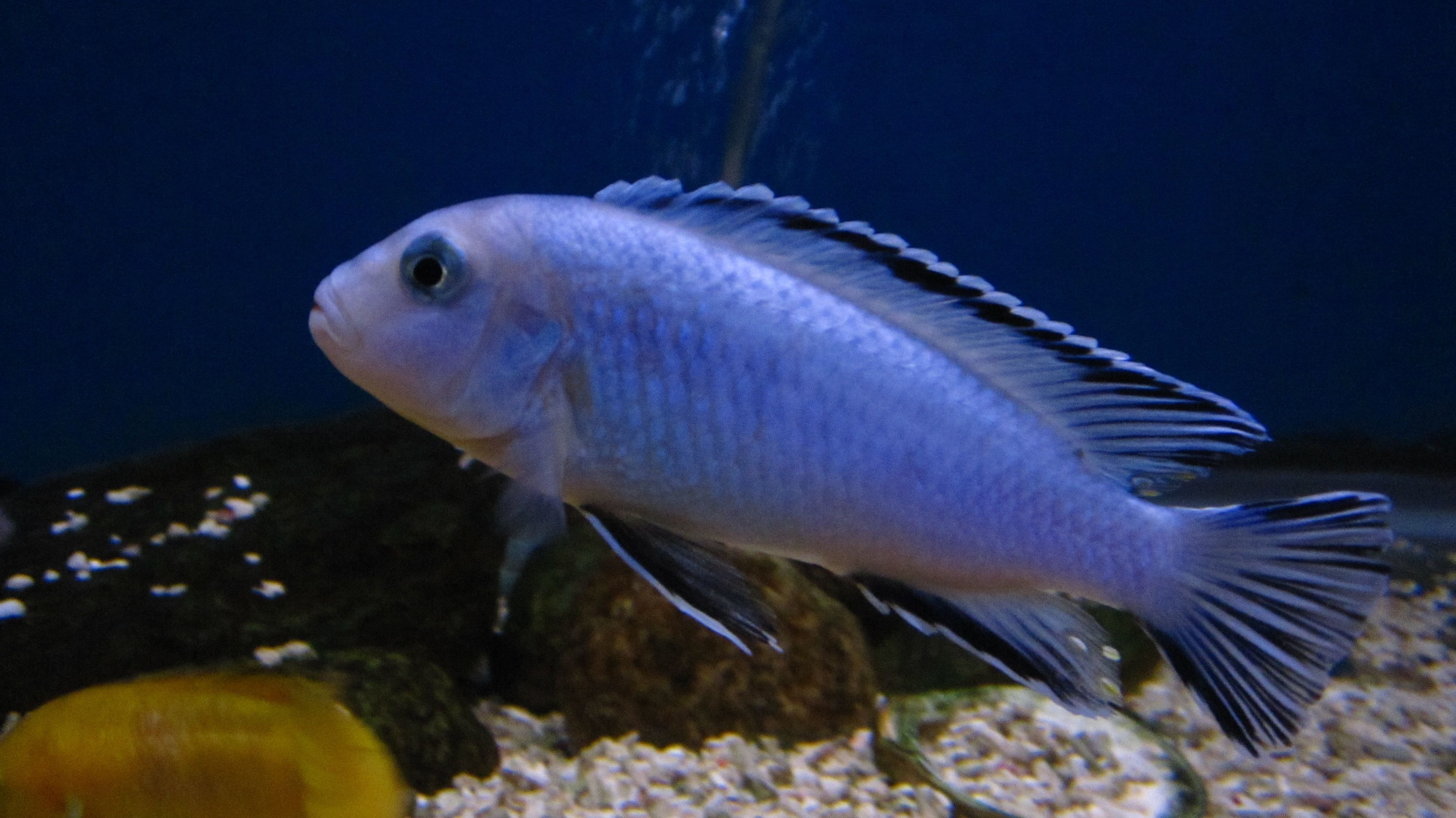 Псевдотрофеус рыбка аквариумная