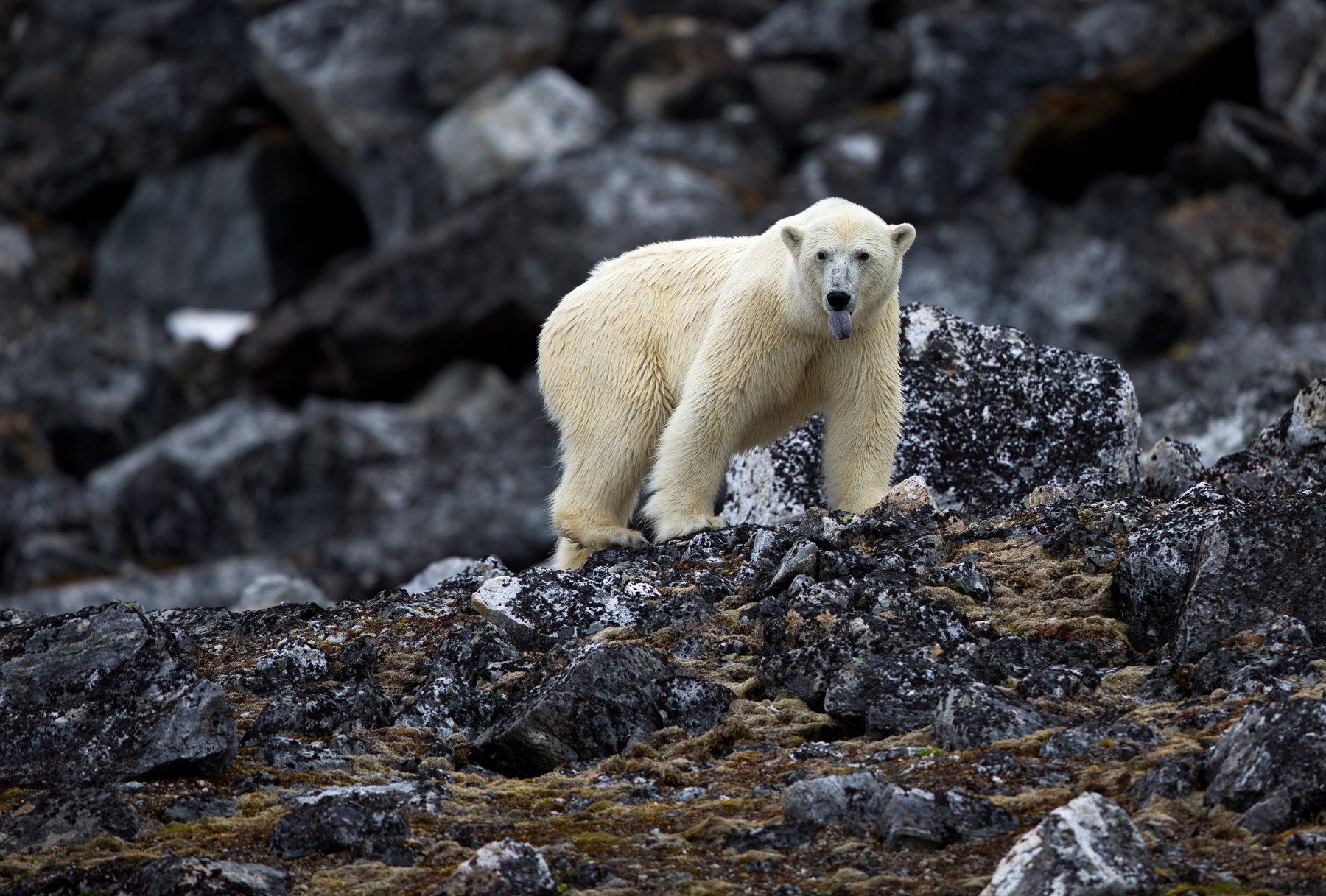 Дикая природа белого медведя. Медвежий Шпицберген. Белый медведь. Белый медведь в горах. Белый медведь на скалах.