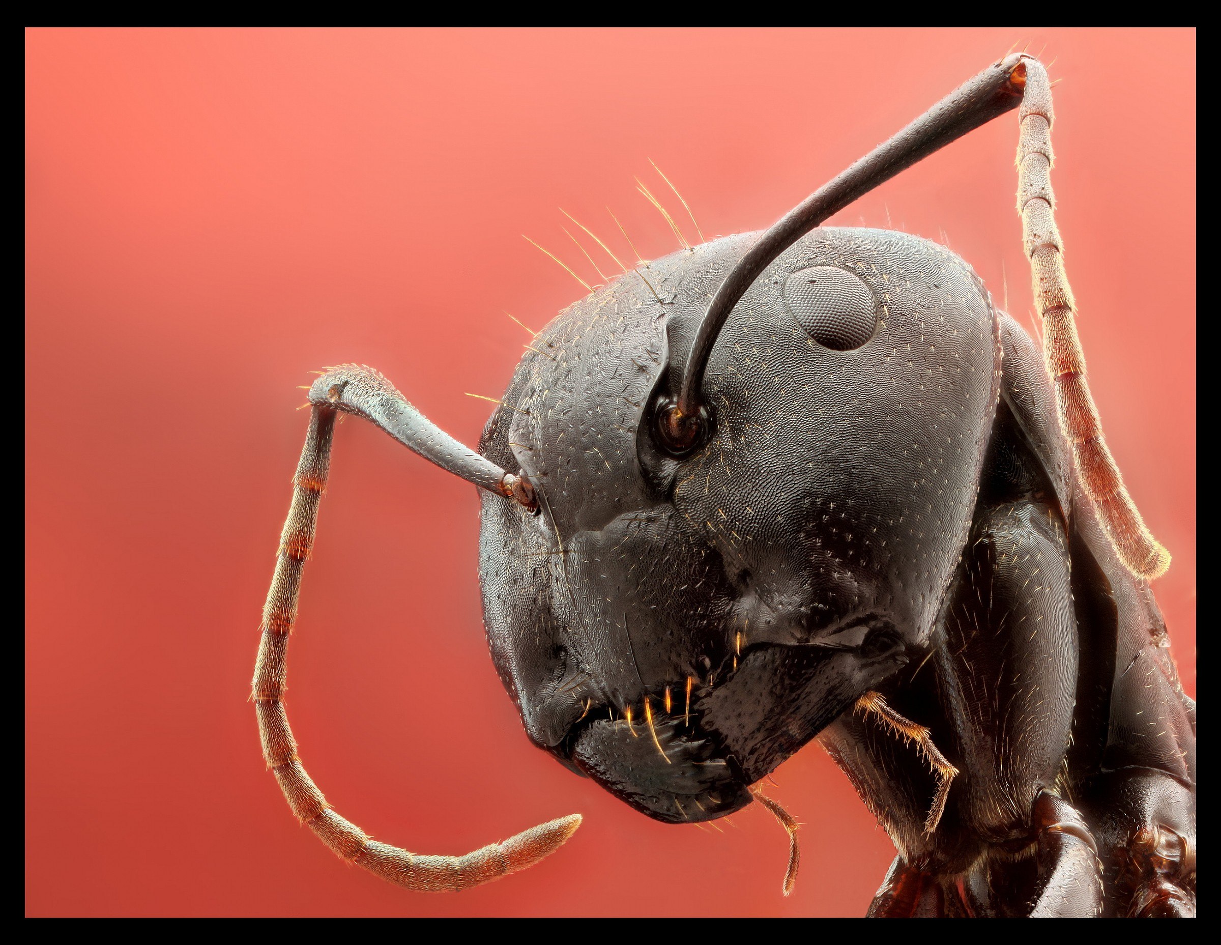 Страшный мир насекомых. Жвалы муравья. Голова муравья под микроскопом.