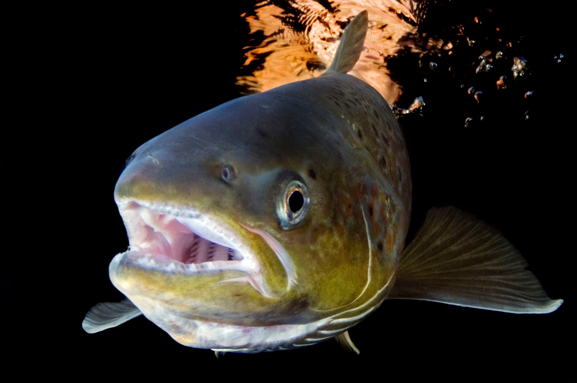 Рыба хищник в озере. Salmo Salar Fish. Семга (Salmo Salar). Хищные рыбы. Самая хищная рыба.