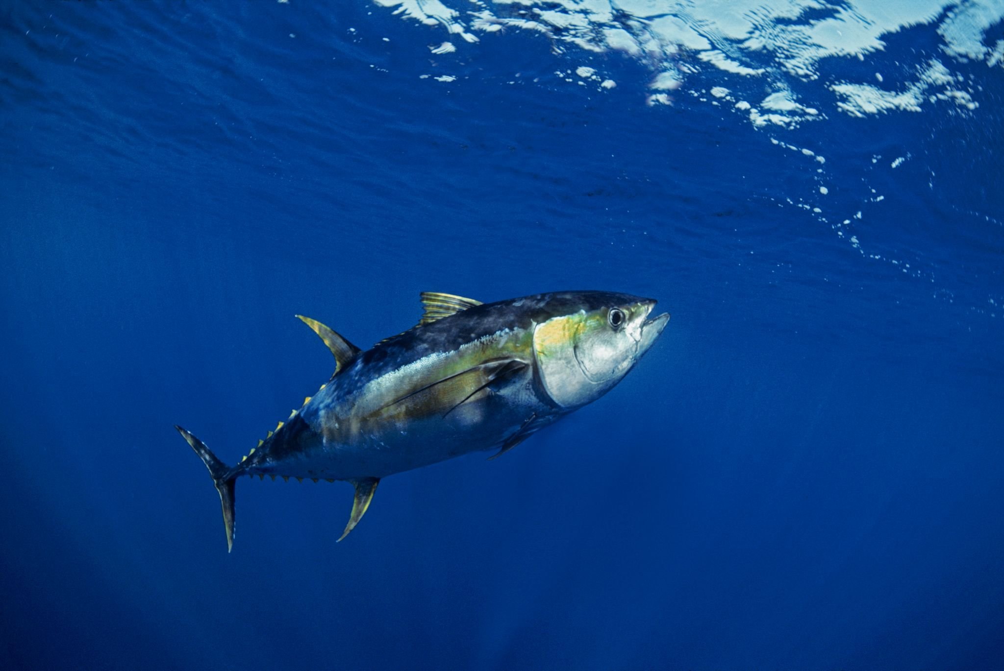 Т а н э ц. Желтопёрый тунец. Желтопёрый тунец Thunnus Albacares. Тунец Йеллоу Фиш. Тунец скумбриевидный.