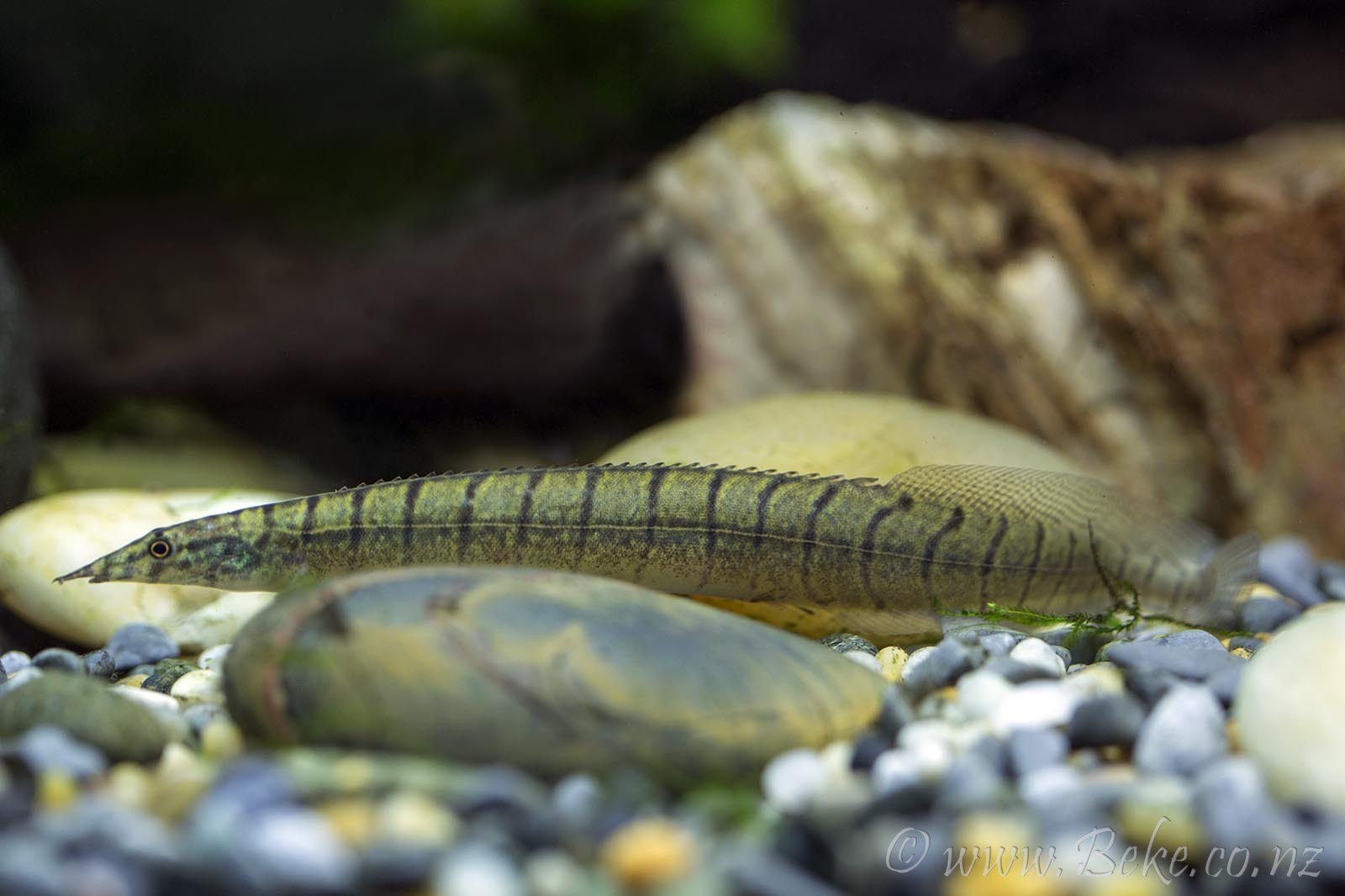 Рыбка змейка. Макрогнатус рыбка аквариумная. Угорь макрогнатус глазчатый. Угорь аквариумный макрогнатус. Рыбка макрогнатус глазчатый.