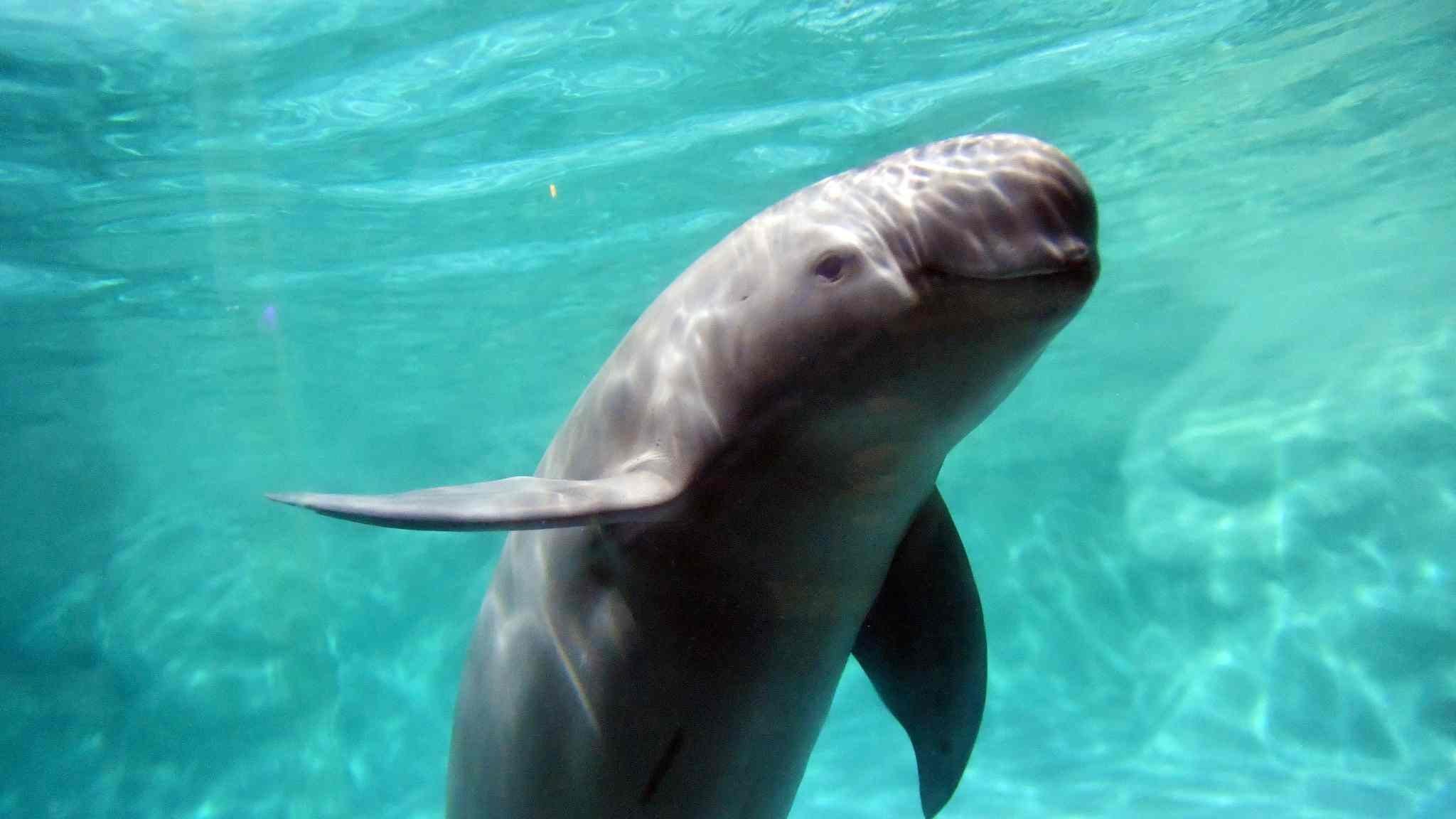 Дельфин свинья