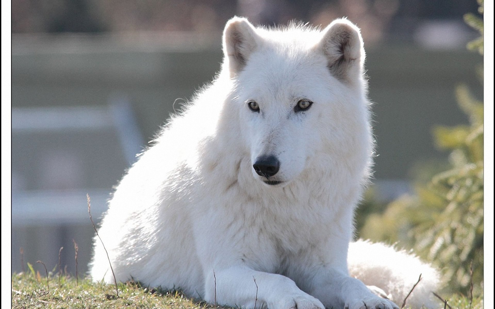 Картинки белого волка. Arctic Wolf (Арктический волк). Мелвильский островной волк. Самоед белый Полярный волк. Мелвильский островной волк фото.