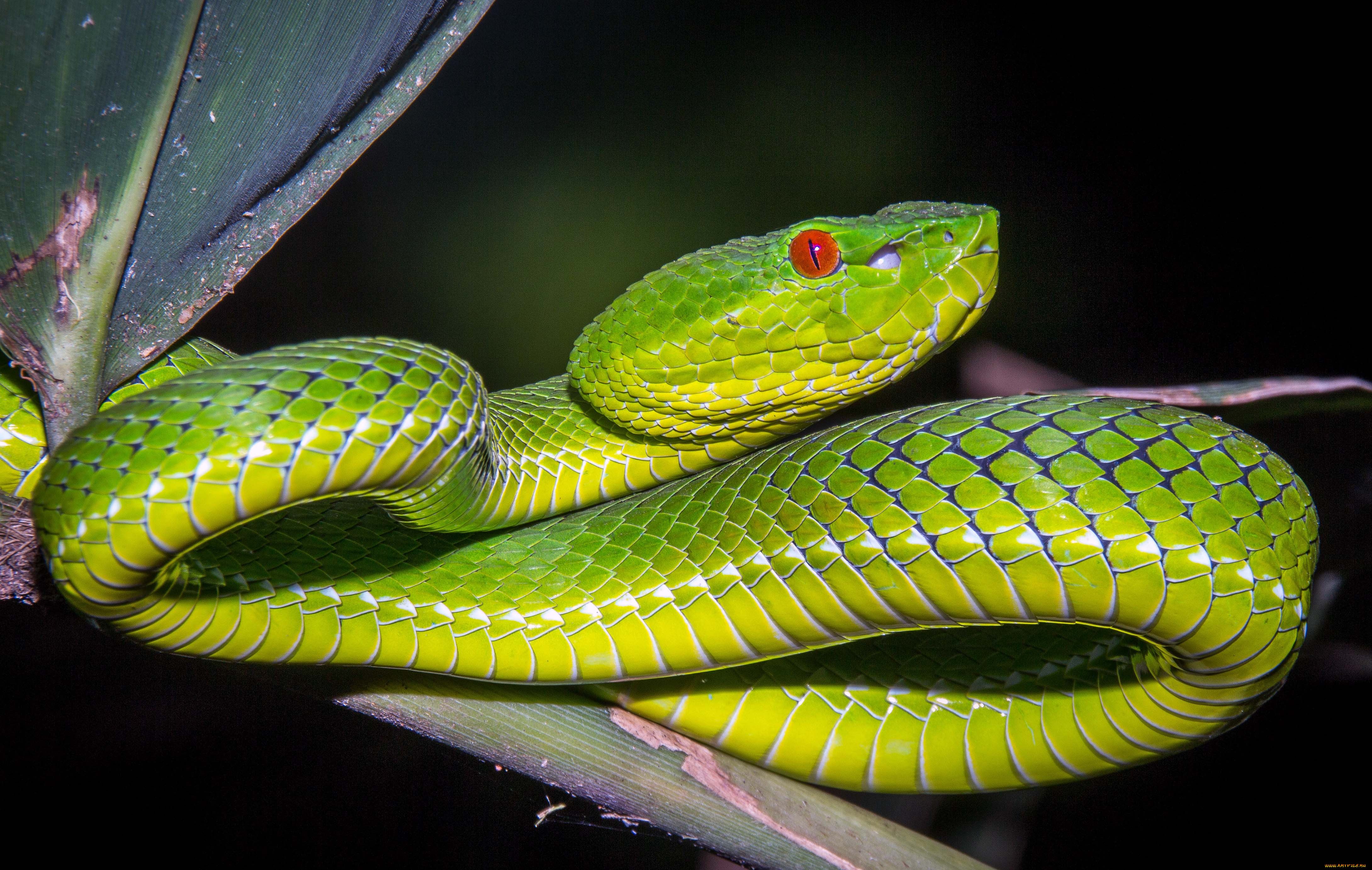 Тропическая змея 4. Пресмыкающиеся змея. Пресмыкающиеся животные змеи. Чешуйчатые змеи. Рептилии змеи.