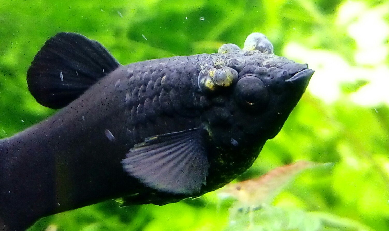 Черная рыба жив