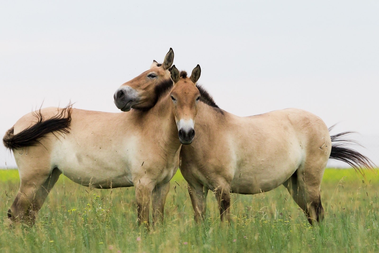 Почему лошадь пржевальского