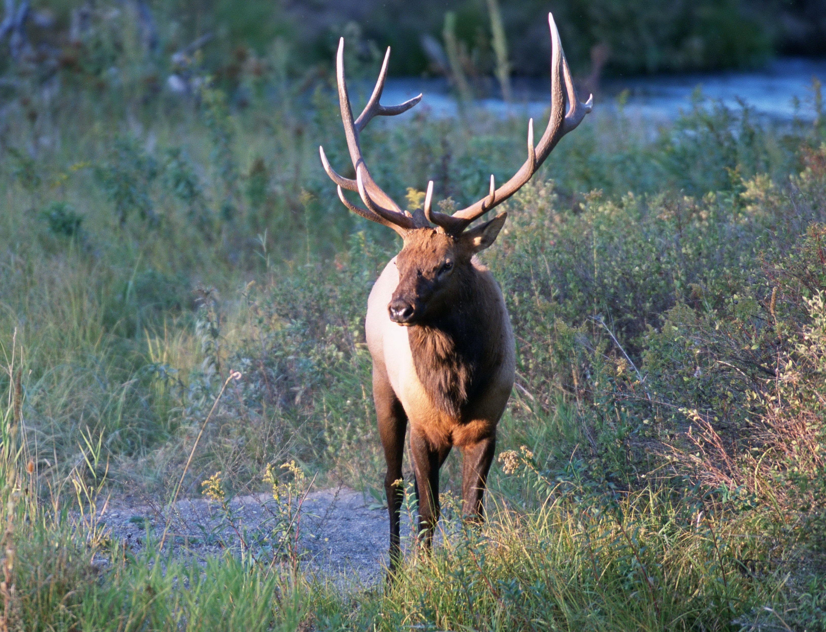 Олень в воду написал. Вапити самка. Дикий Лось. Степной олень. Elk Deer разница.