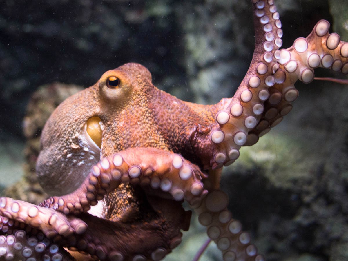 Осьминог это животное или нет. Головоногие моллюски осьминог. Головоногие моллюски осьминог обыкновенный. Спрут головоногий моллюск. Длиннощупальцевый Спрут.