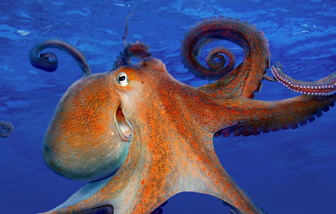 Семирукий осьминог. Мозг осьминога. Octopus has Nine Brains.