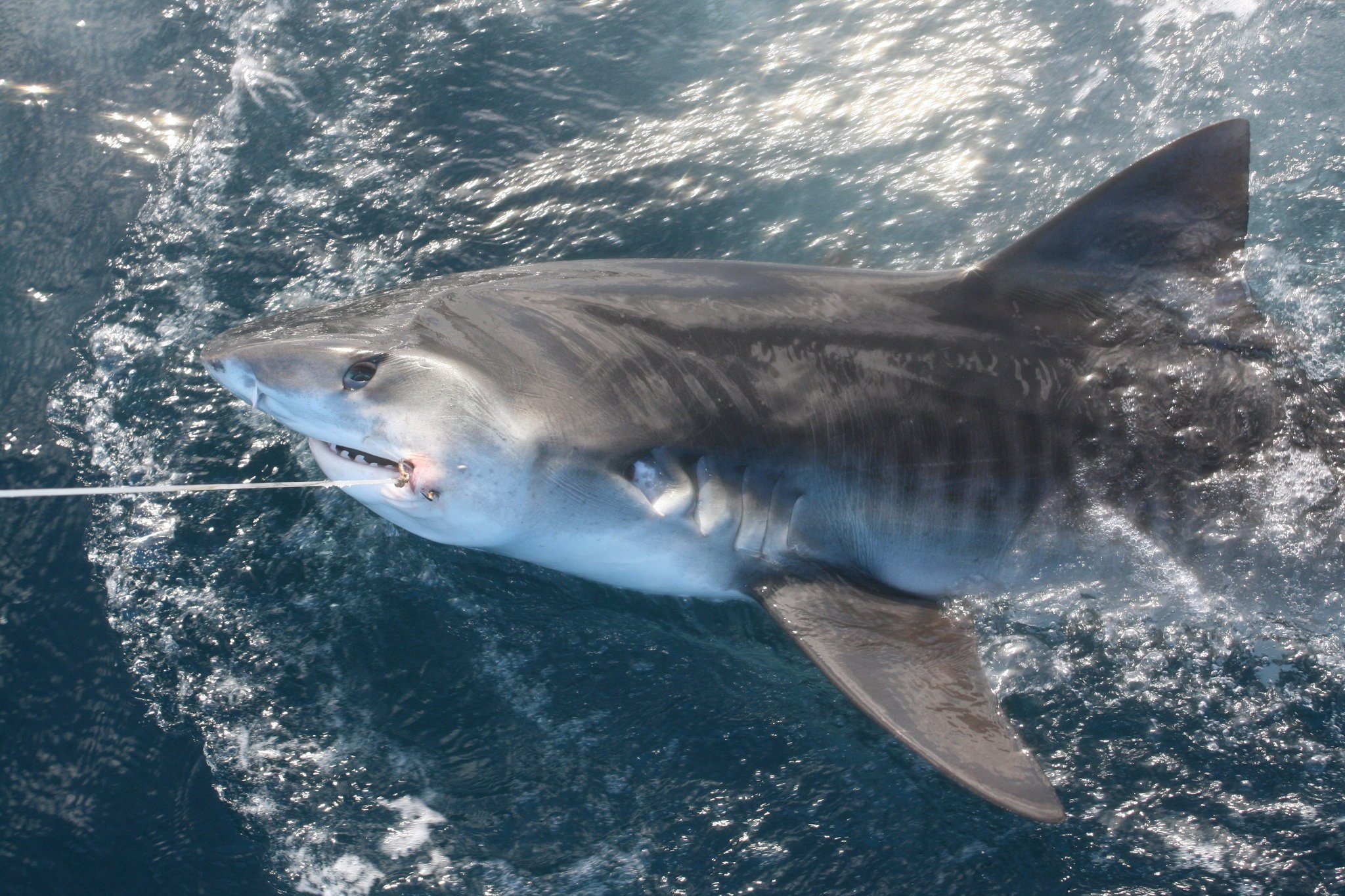 Tiger shark. Тигровая акула. Австралийская длиннорылая акула. Гангская акула фото.