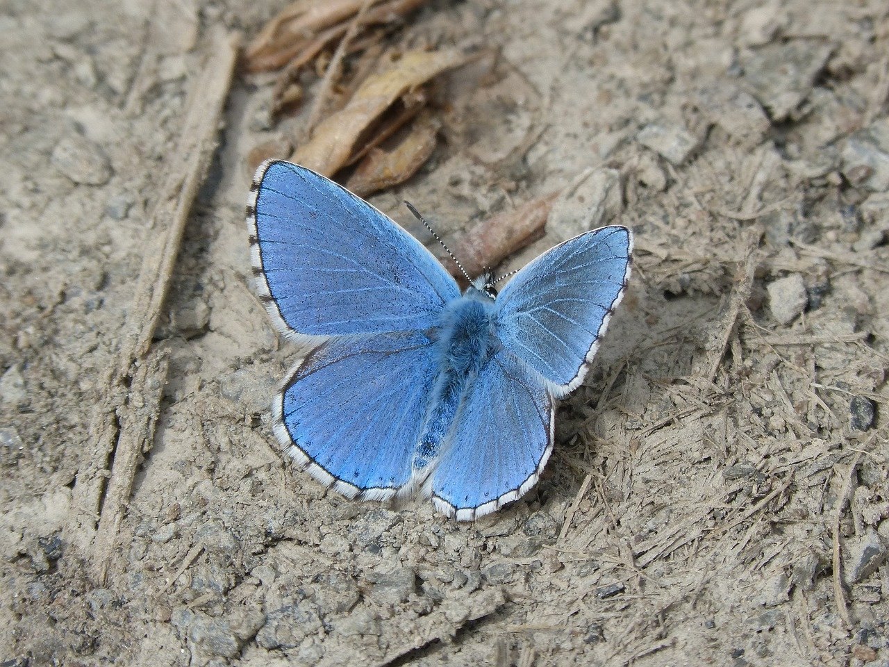 Голубая орденская лента Алтайского края бабочка