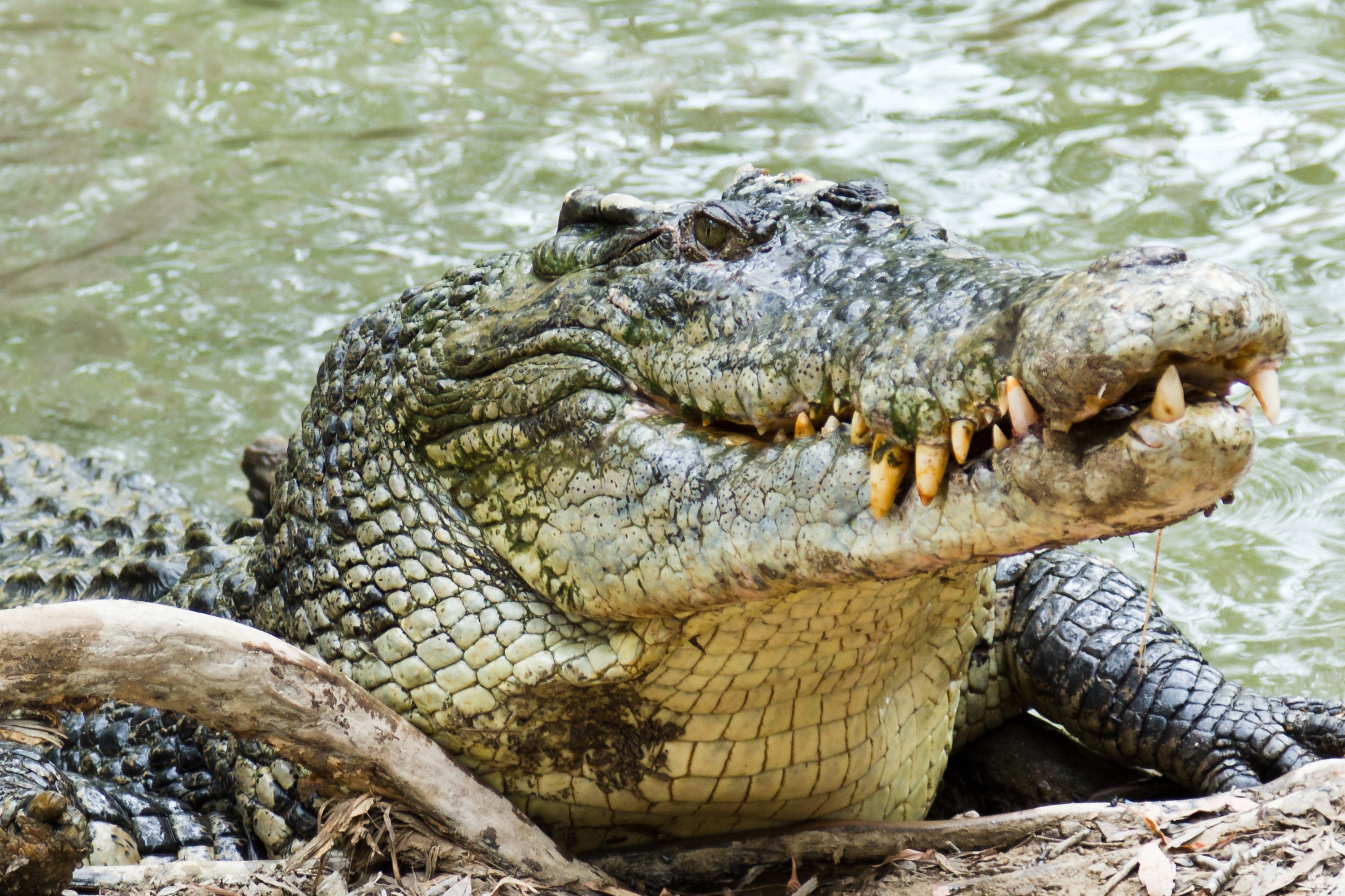 Нильский крокодил относится к пресмыкающимся. Нильский и гребнистый крокодил. Малагасийский Нильский крокодил. Морской гребнистый крокодил. Австралийский гребнистый крокодил.