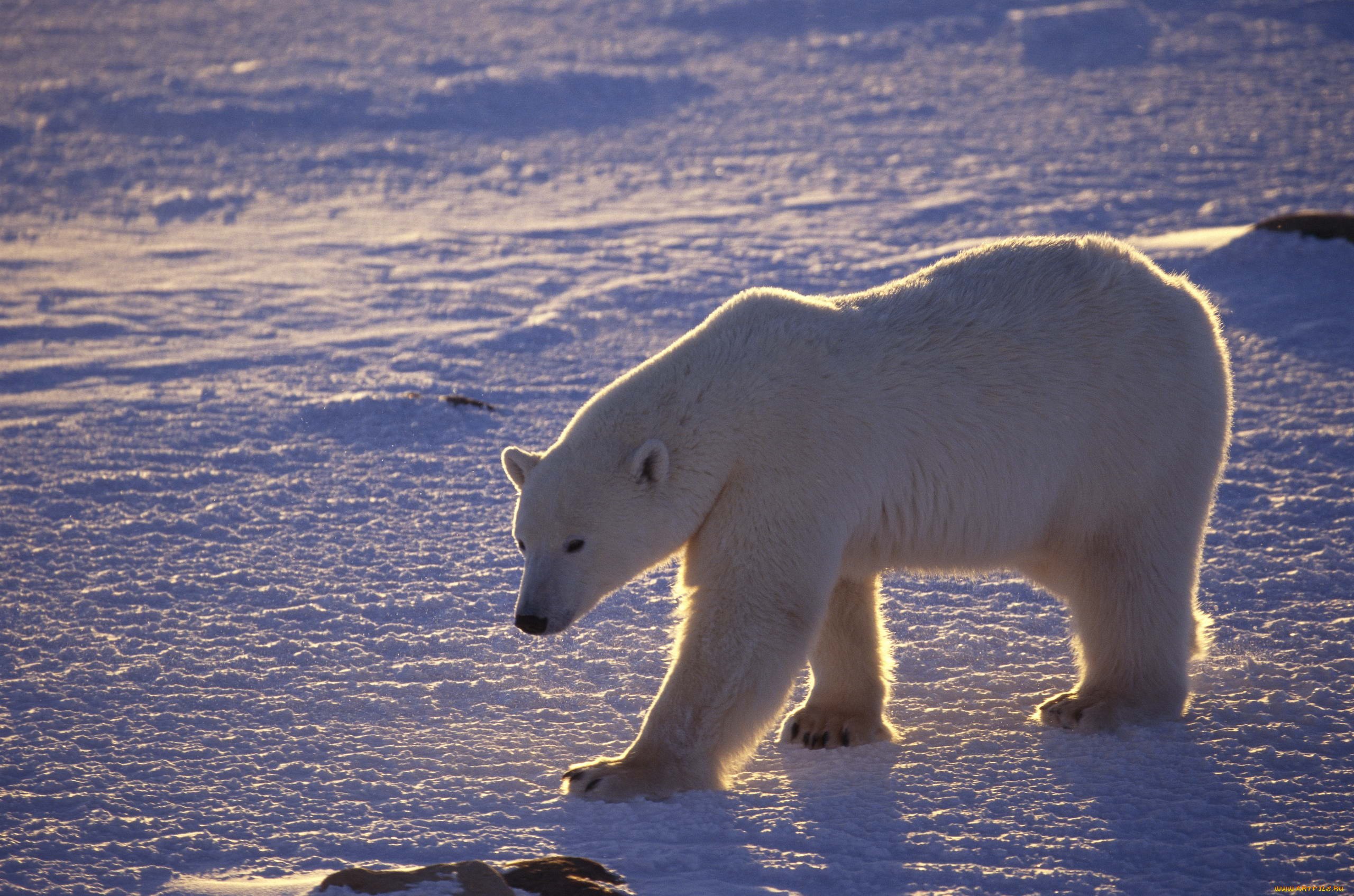 Медведи живут на севере. Белые медведи в Арктике. Животные Арктики белый медведь. Арктические пустыни белый медведь. Белый медведь в арктической пустыне.