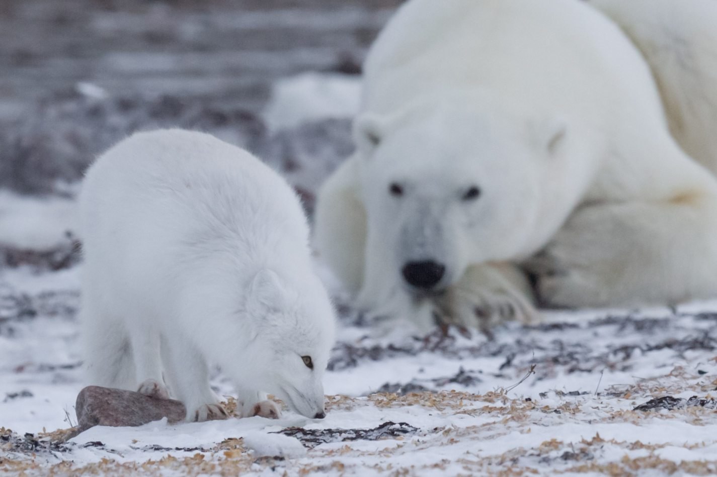 На следующей странице представлены фотографии соболя. Песец и белый медведь. Песец и белый медведь нахлебничество. Полярные животные. Животные Арктики.