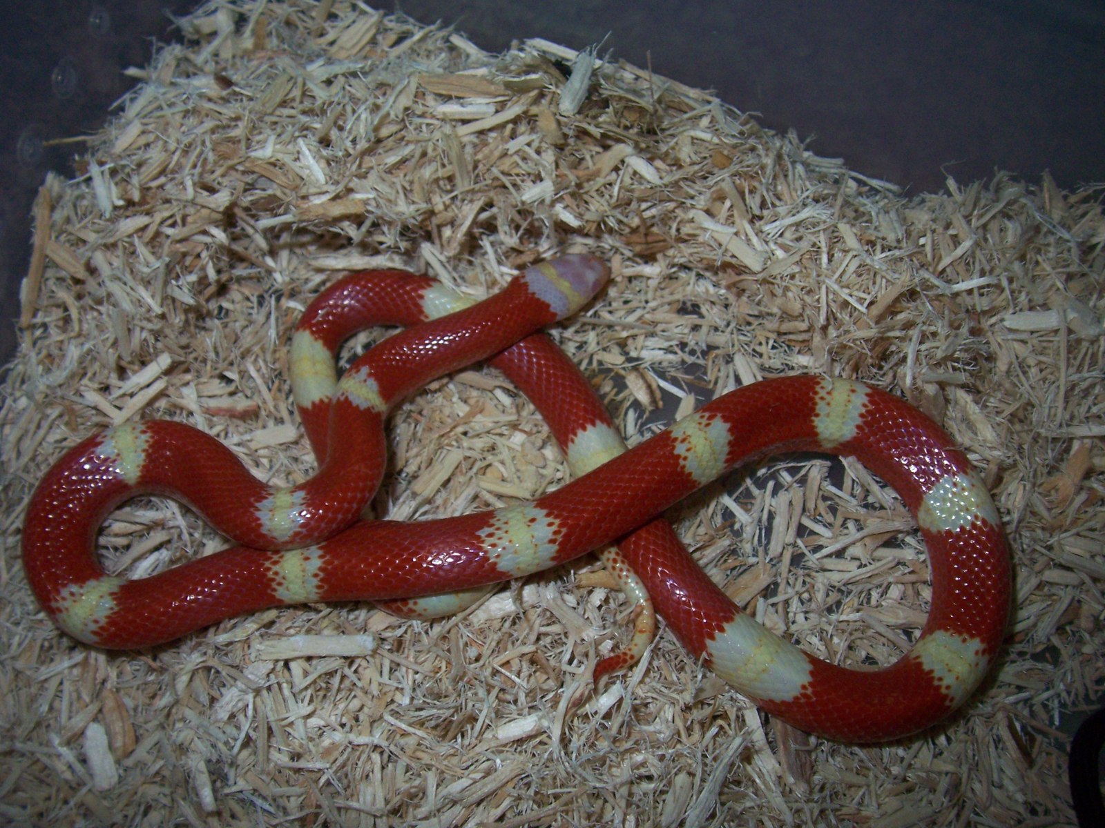Змея аспидов 5