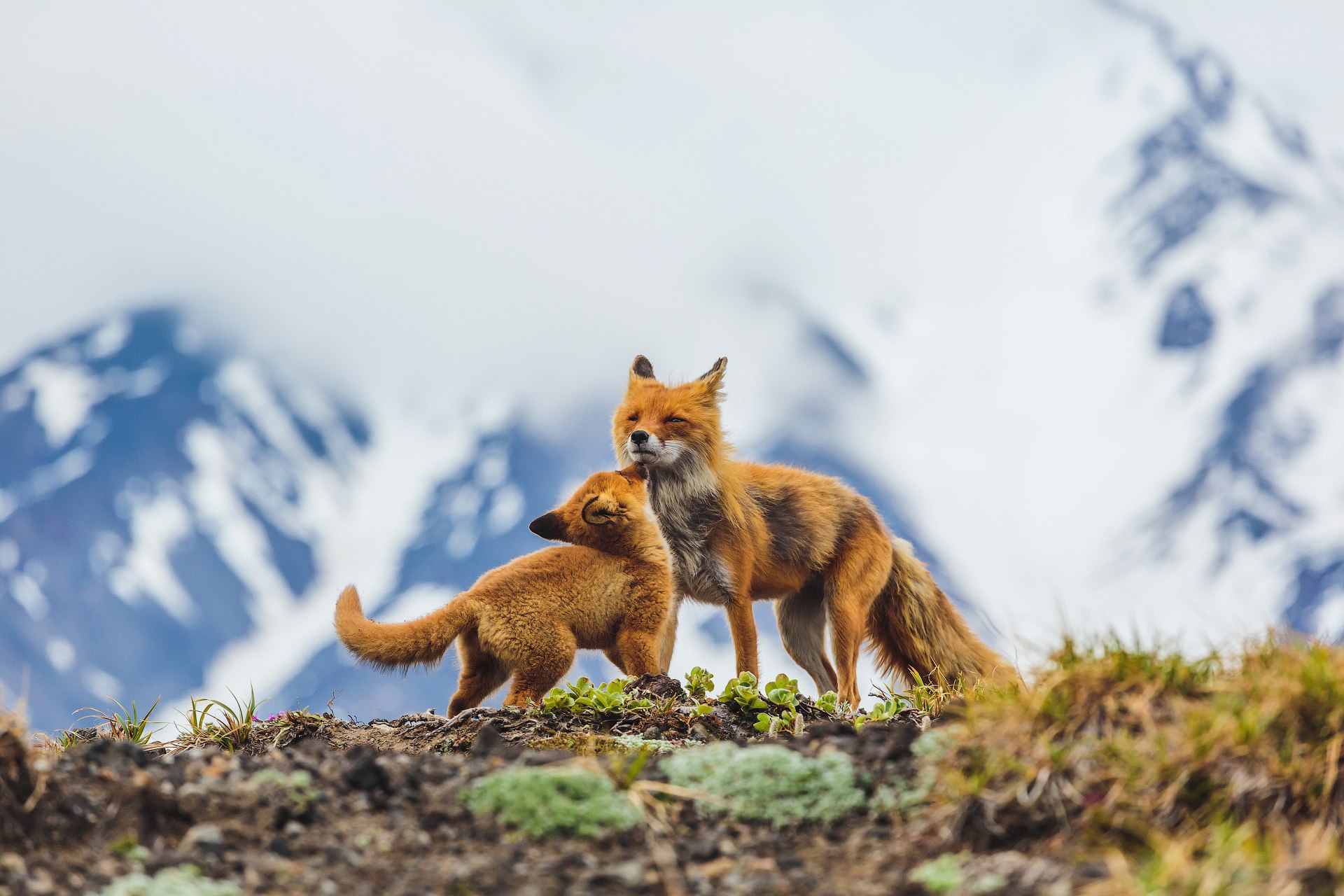 Про животных дикой природы. Лисица Камчатка. Дикая природа России National Geographic. Природа и животные. Лиса в дикой природе.