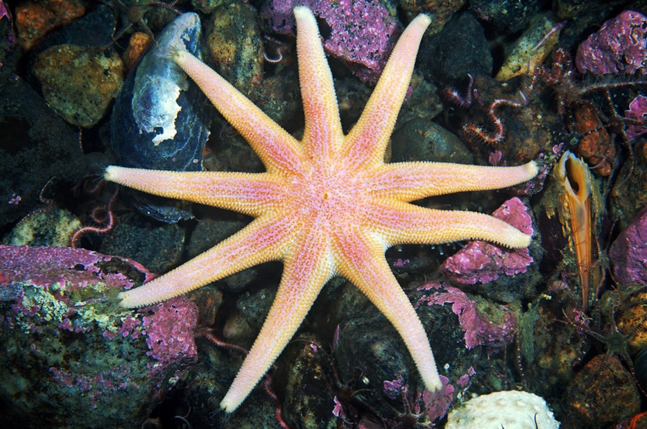 7 звезд морское. Солястер морская звезда. Соластер Тихоокеанский. Подводные обитатели. Морские обитатели морская звезда.