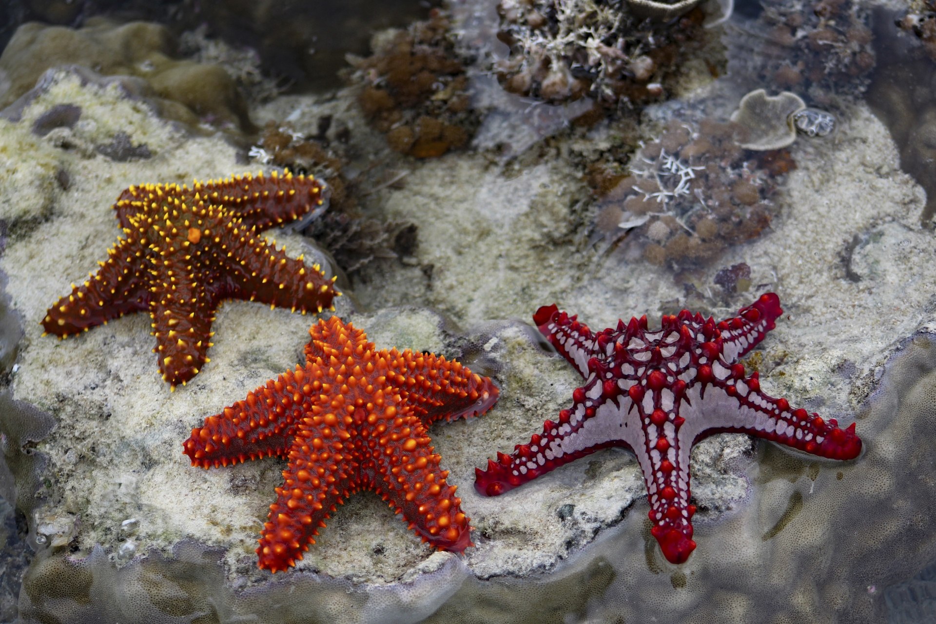 Морская звезда. Иглокожие морские звезды. Морская звезда Lunckia Columbiae. Шестиконечная морская звезда. Морская звезда сзади.