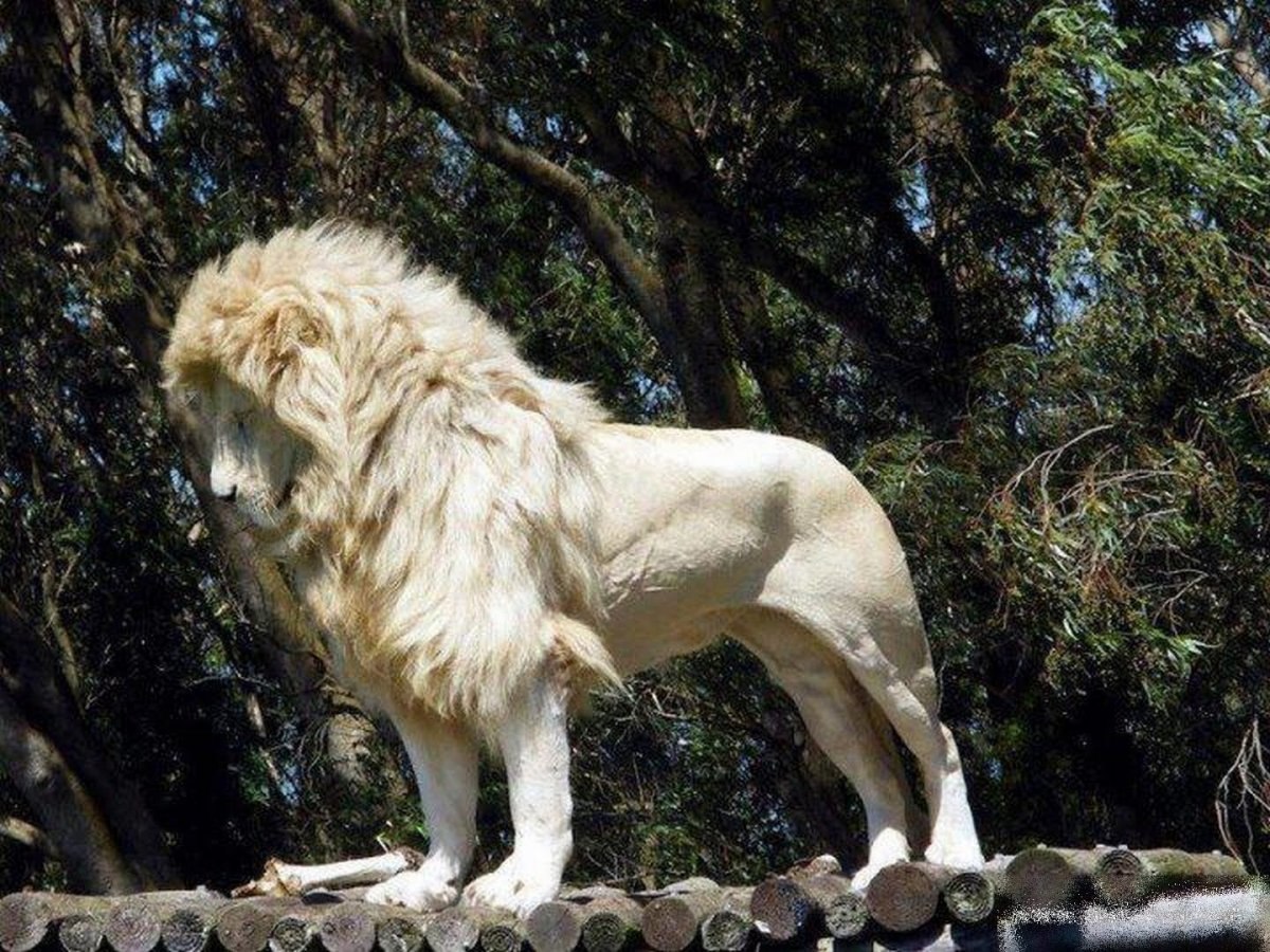Гордый белый Лев