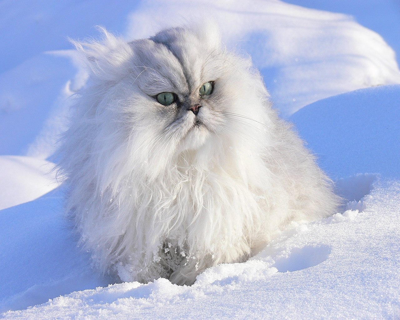 Снежки белые пушистые. Аляскинский снежный кот. Зимние котики. Пушистая зима. Пушистая кошка.