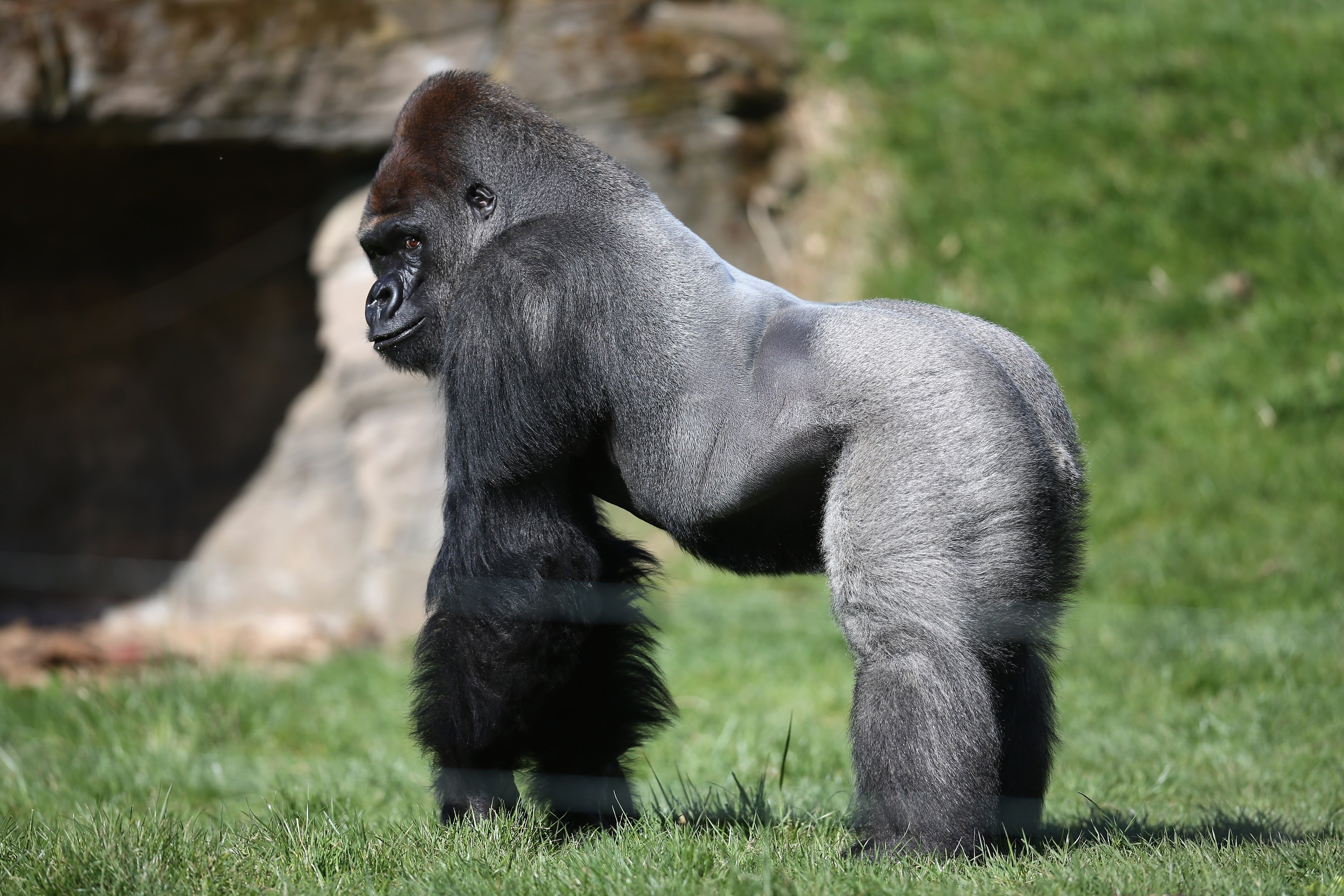 Самое сильное животное. Горилла Харамбе. Сильвербэк горилла. Горная горилла самец. Западная равнинная горилла (Gorilla Gorilla Gorilla).