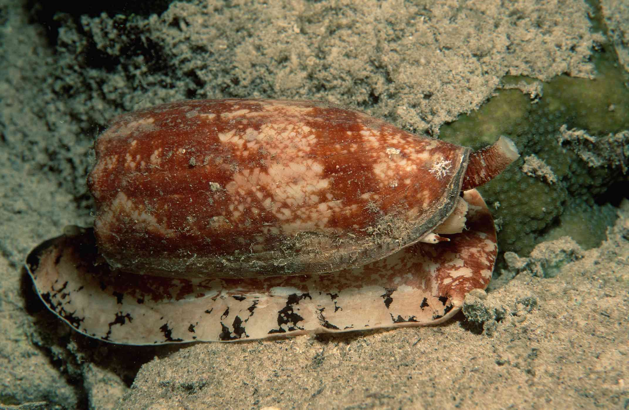Десятиногий моллюск. Конус географус улитка. Мраморная улитка конус яд. Ракушка географус конус. Conus моллюск.