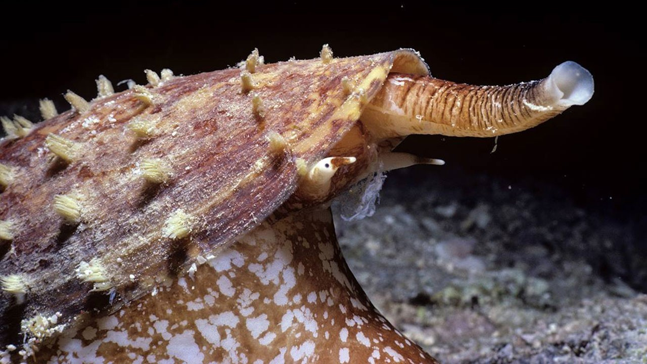 Трубчатый моллюск. Коун Снайл. Мраморная улитка конус яд. Конус Магус моллюск. Брюхоногий моллюск конус.