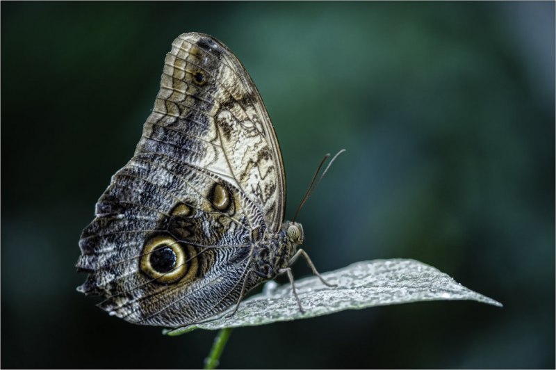 Caligo eurilochus бабочка