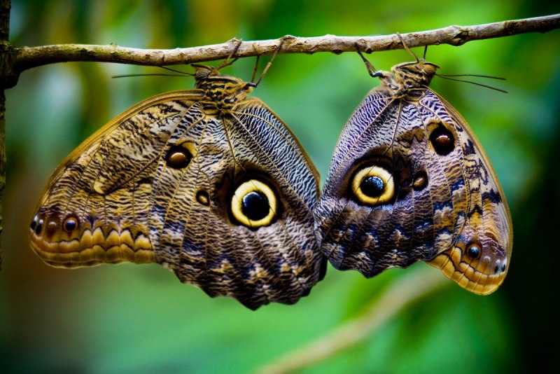 Caligo Idomeneus