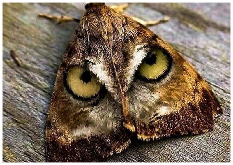 Сова бабочка (58 фото)