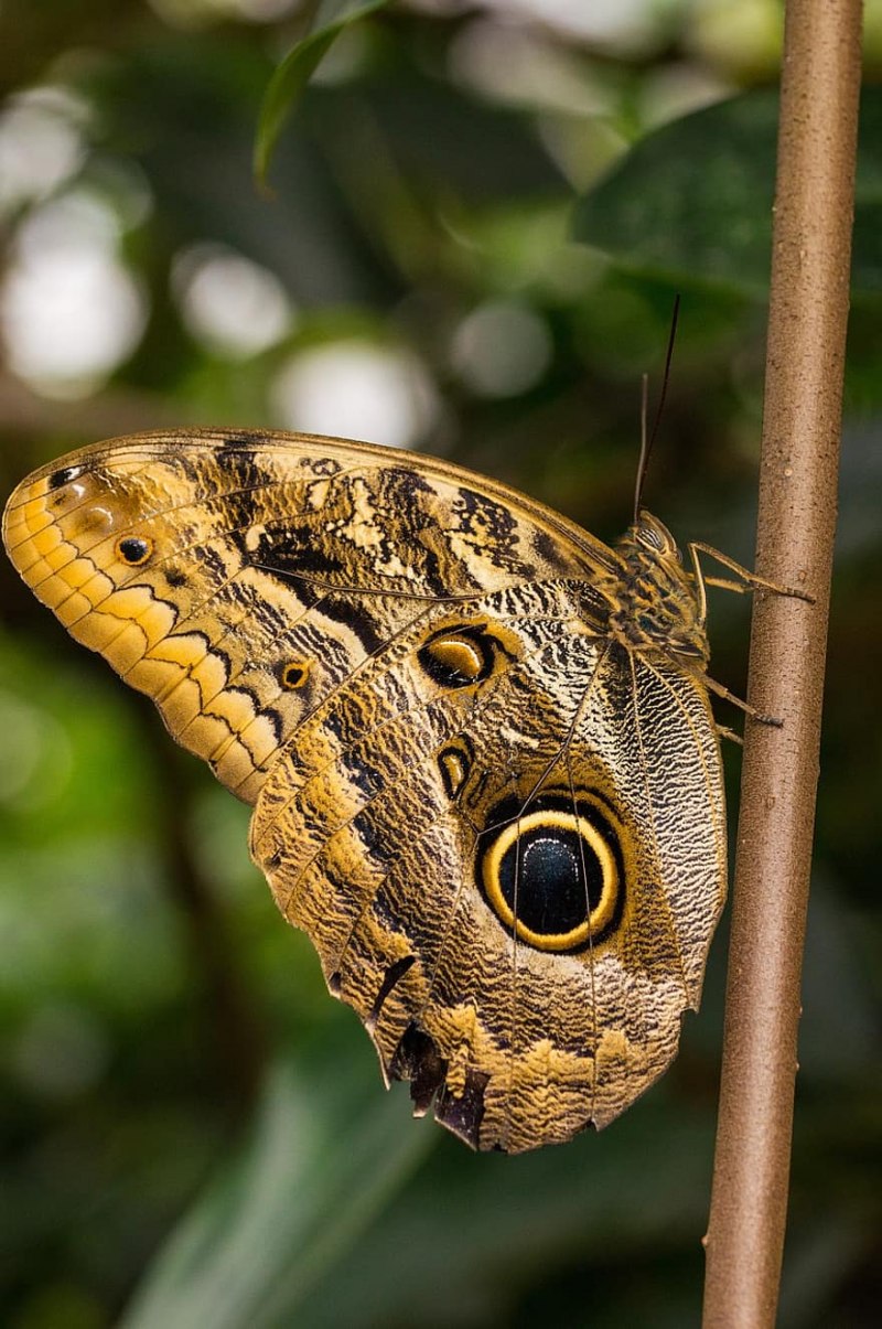 Caligo telamonius